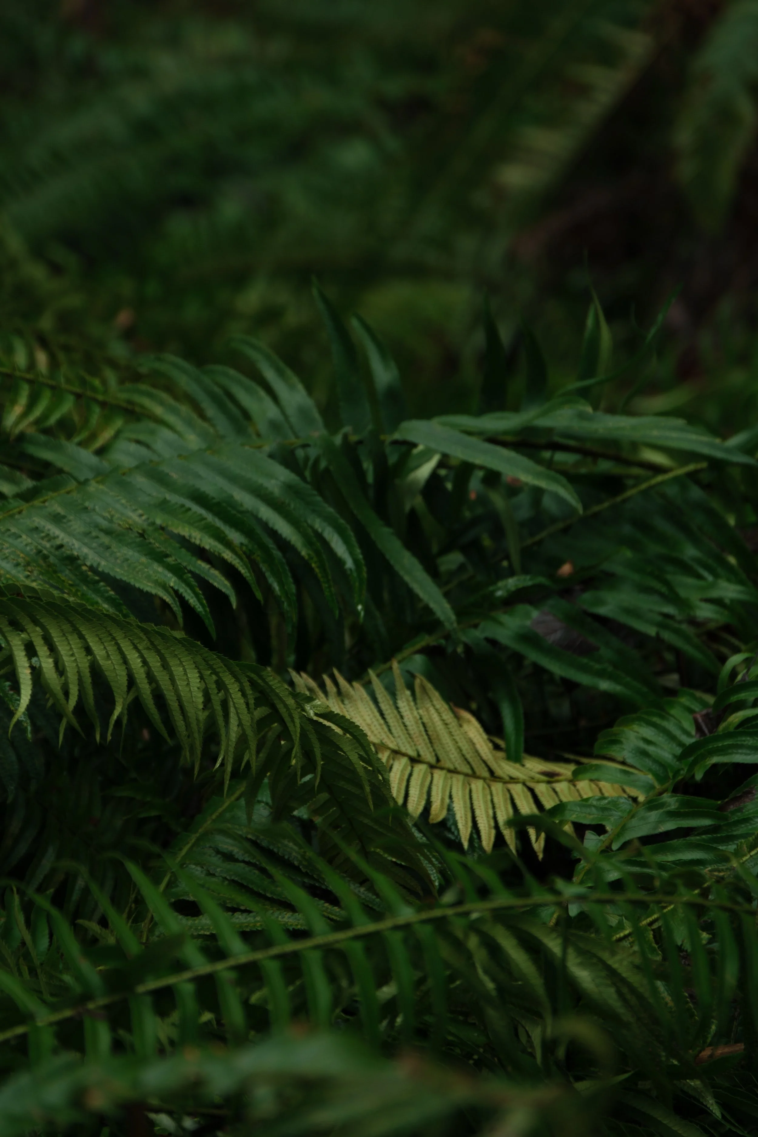 Dark green sword ferns are tangled on the forest floor