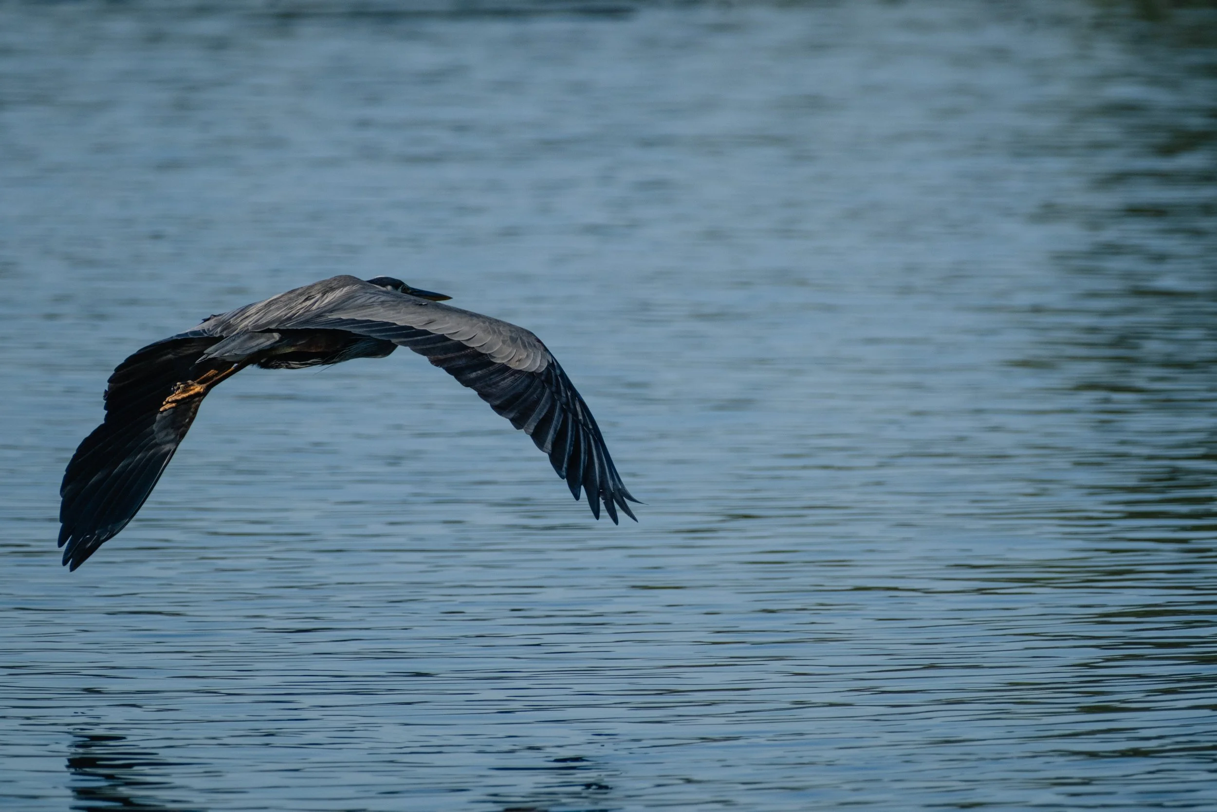 A great blue heron with wings extended is flying low over the ocean.