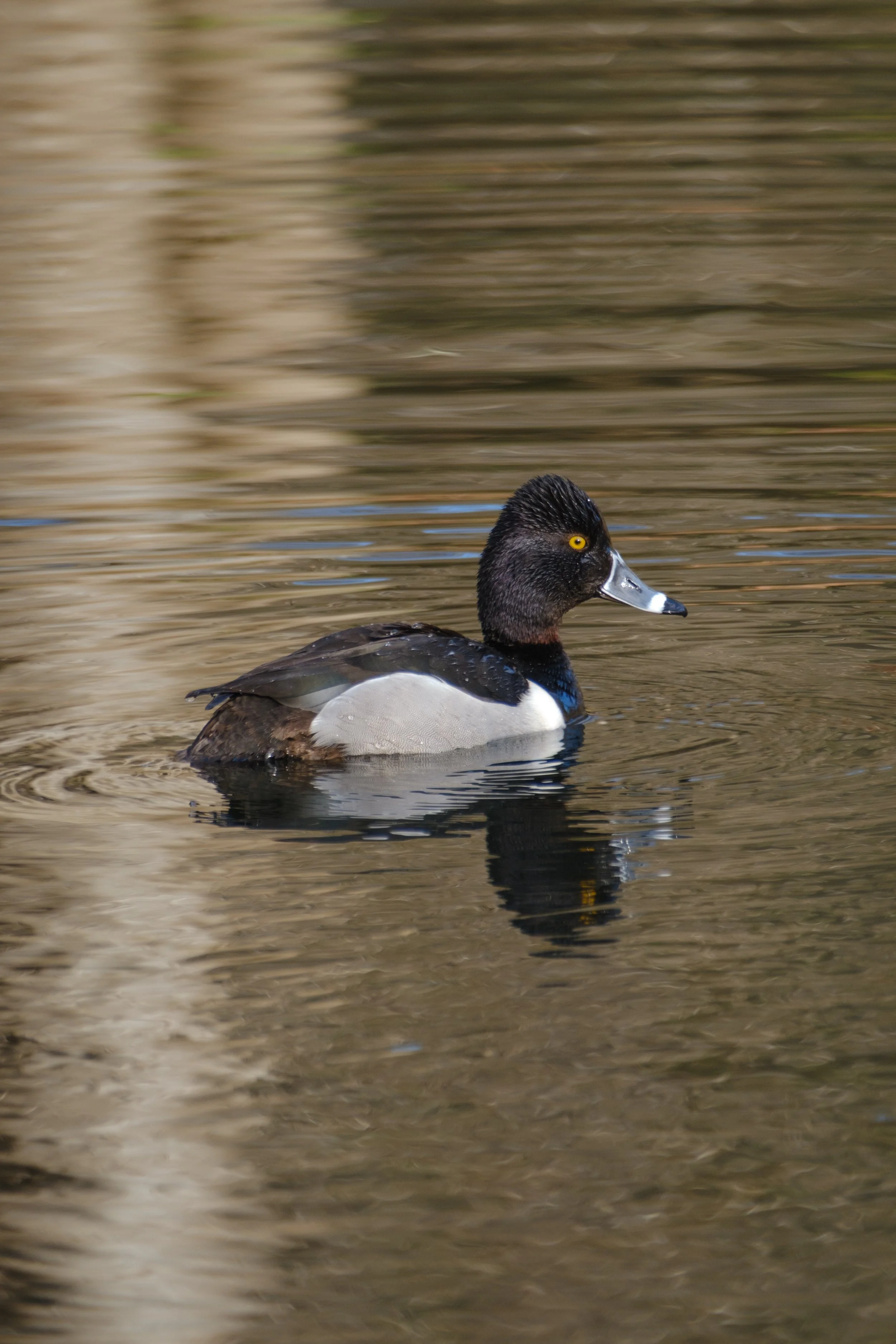 A male ring-necked duck floating in calm water. He’s got a strong white stripe and black tip on his beak.