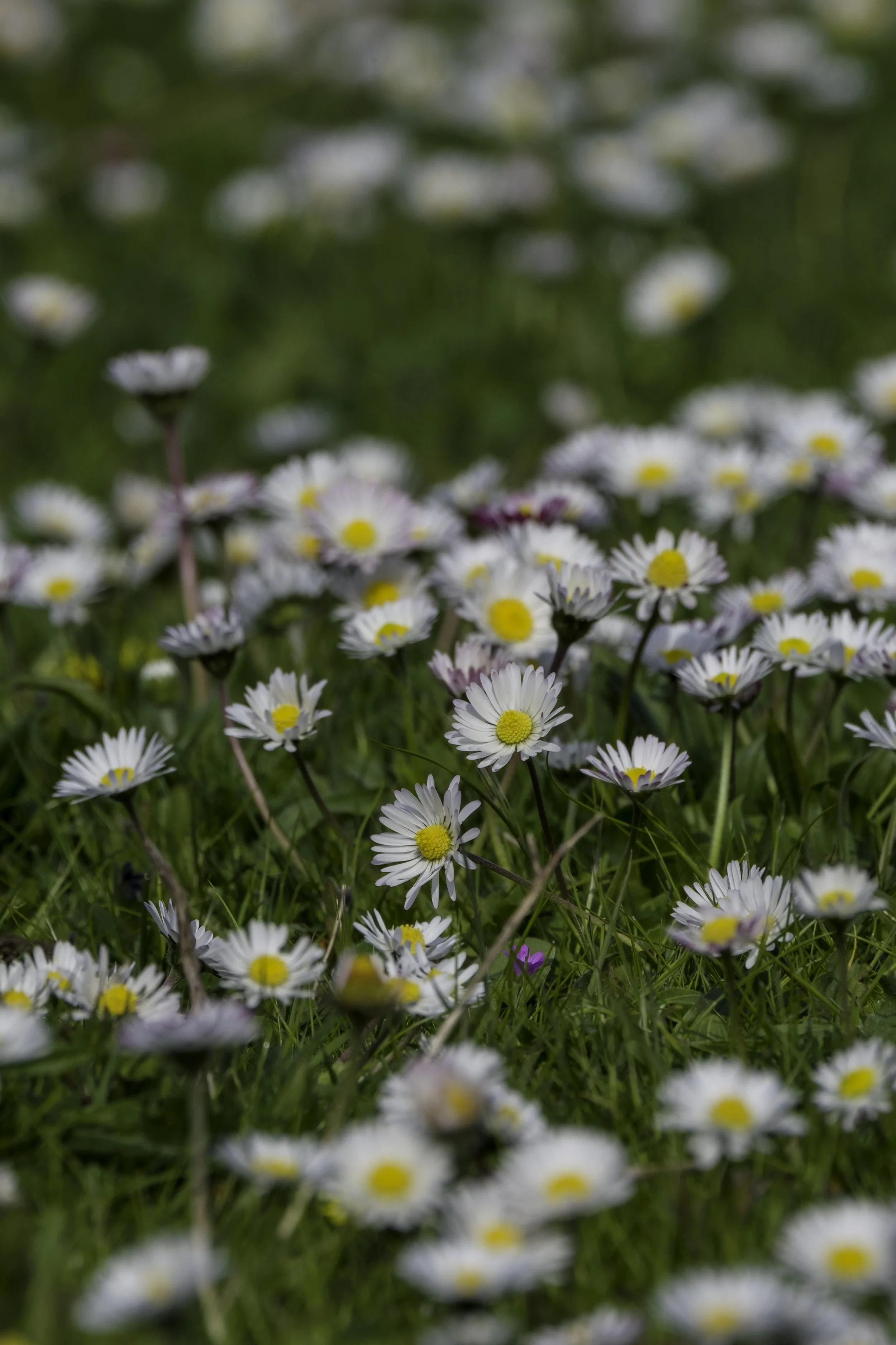 A field of white daisies with yellow centres grow in green grass.