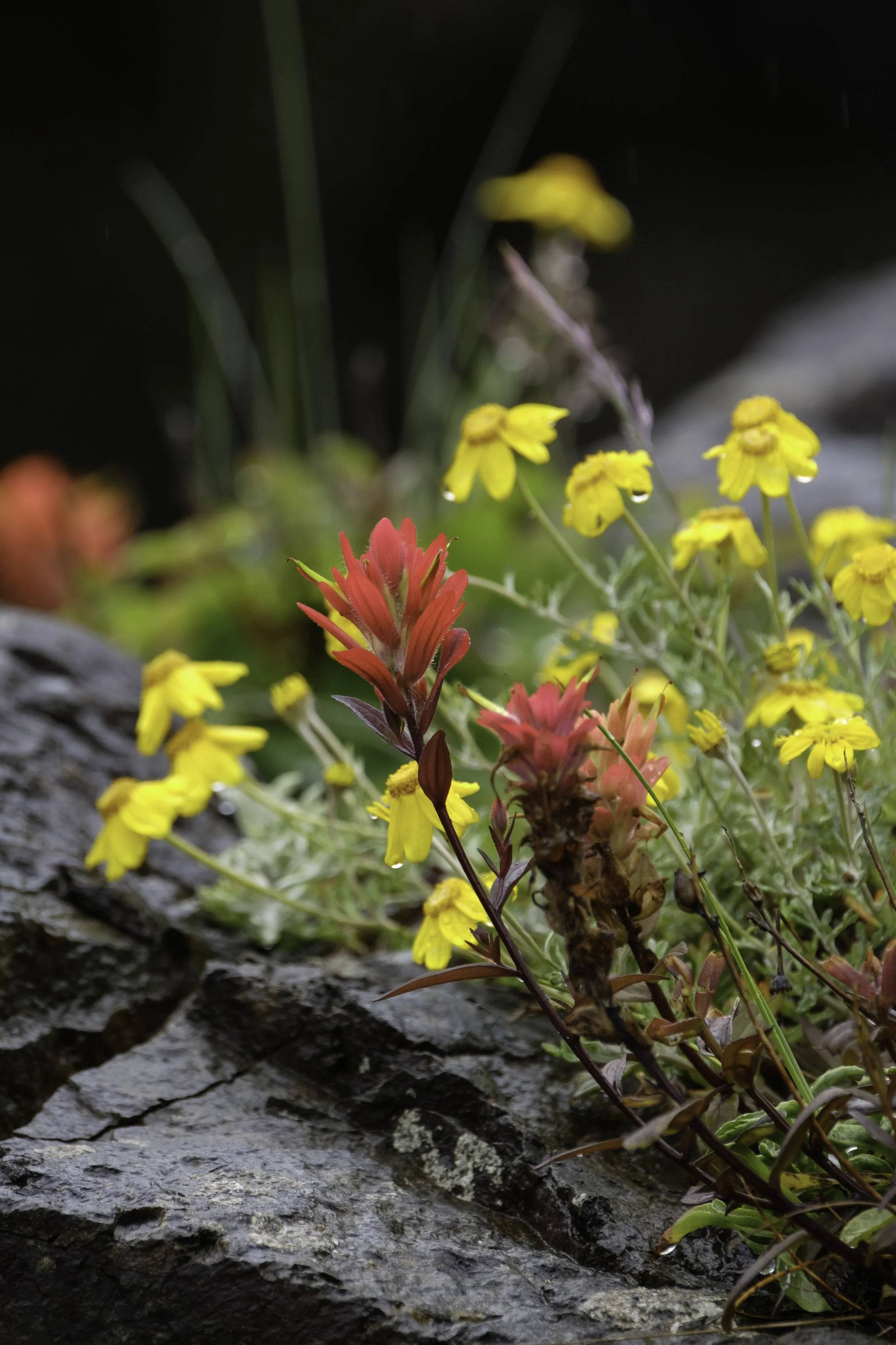 Vivid red paintbrush and cheery yellow wooly sunflowers are blooming along a dark rock slab.