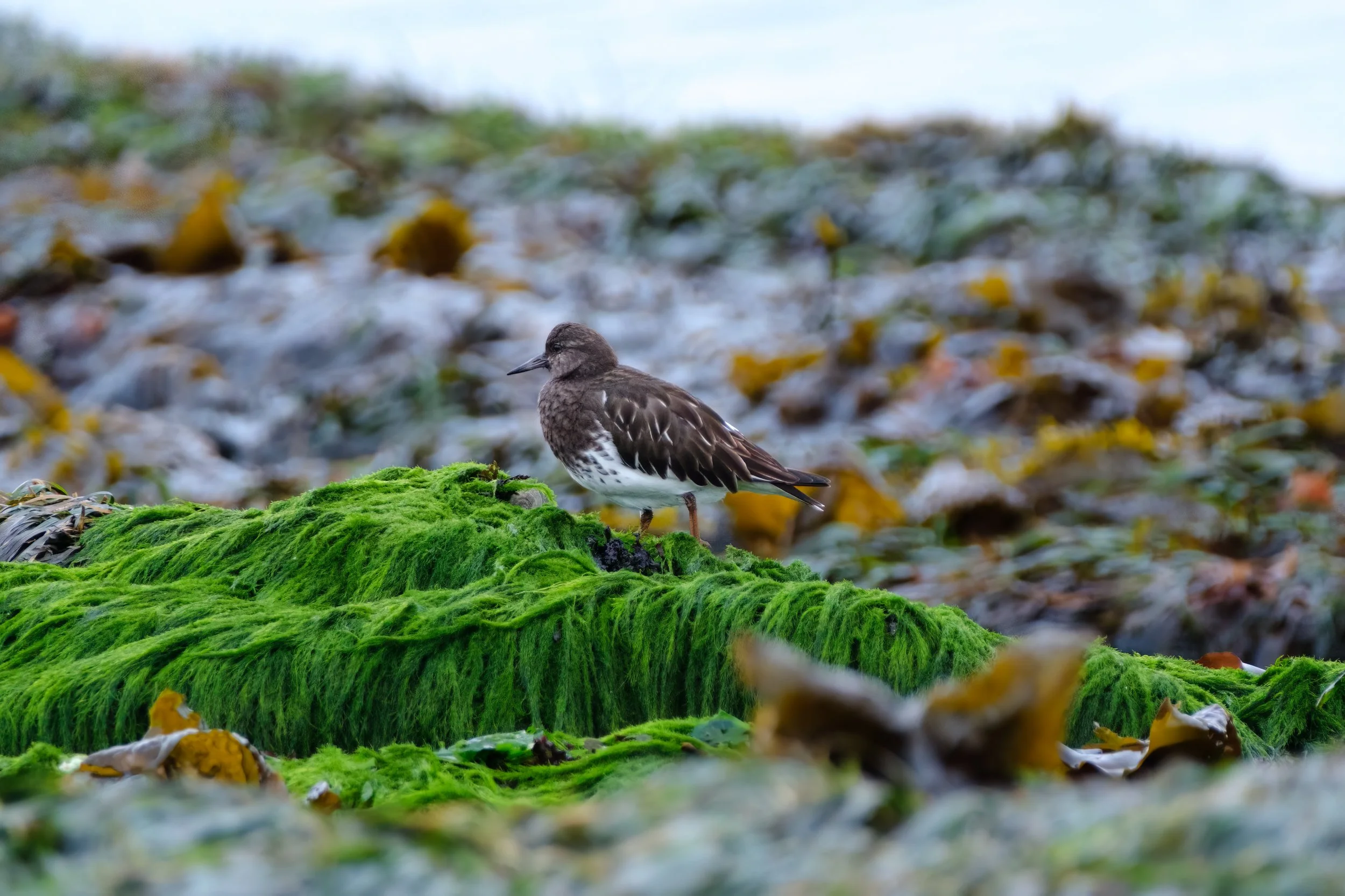 A black turnstone is hopping along a patch of vivid green seaweed that looks like cascading moss.