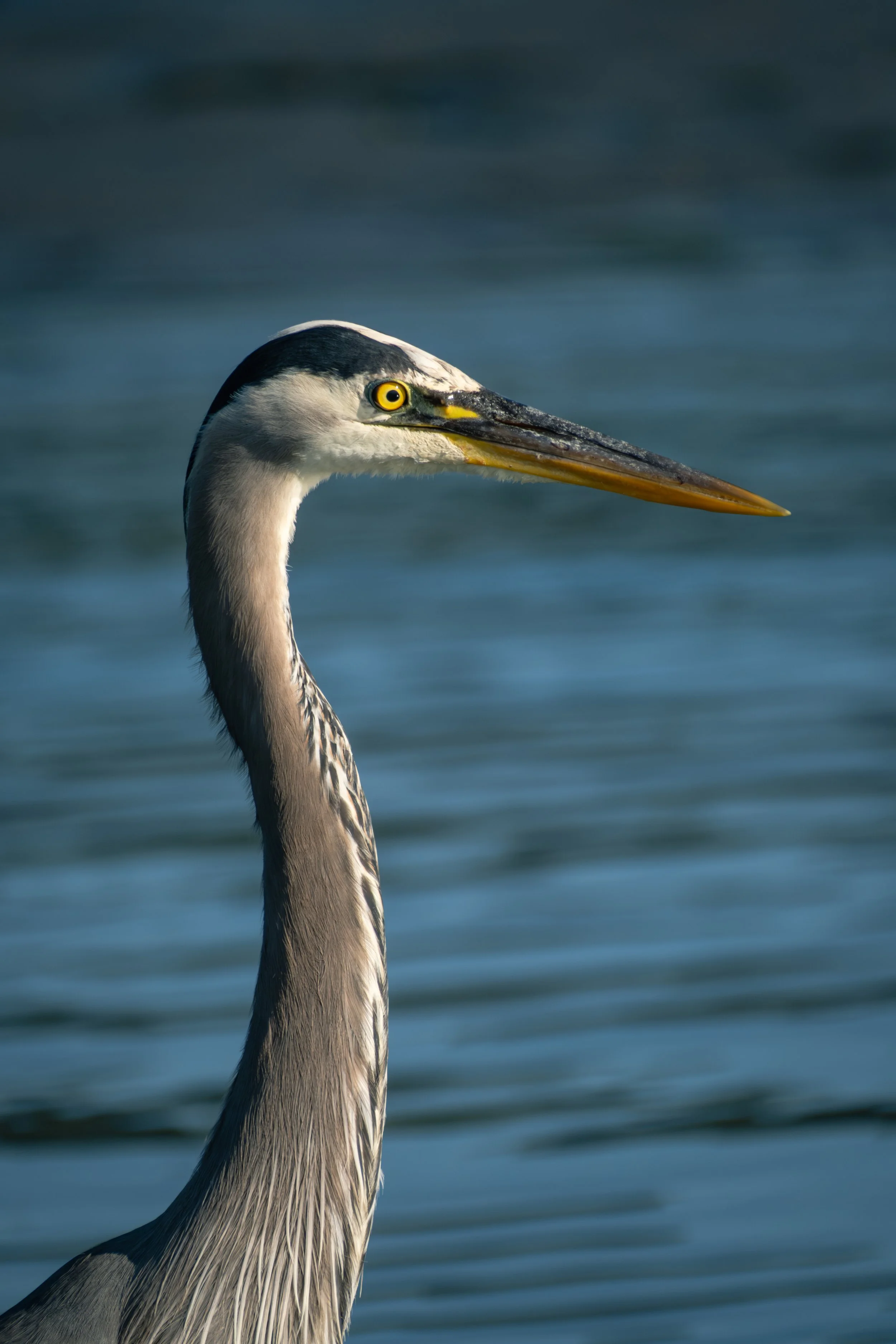 Head and long neck view of a great blue heron in profile.