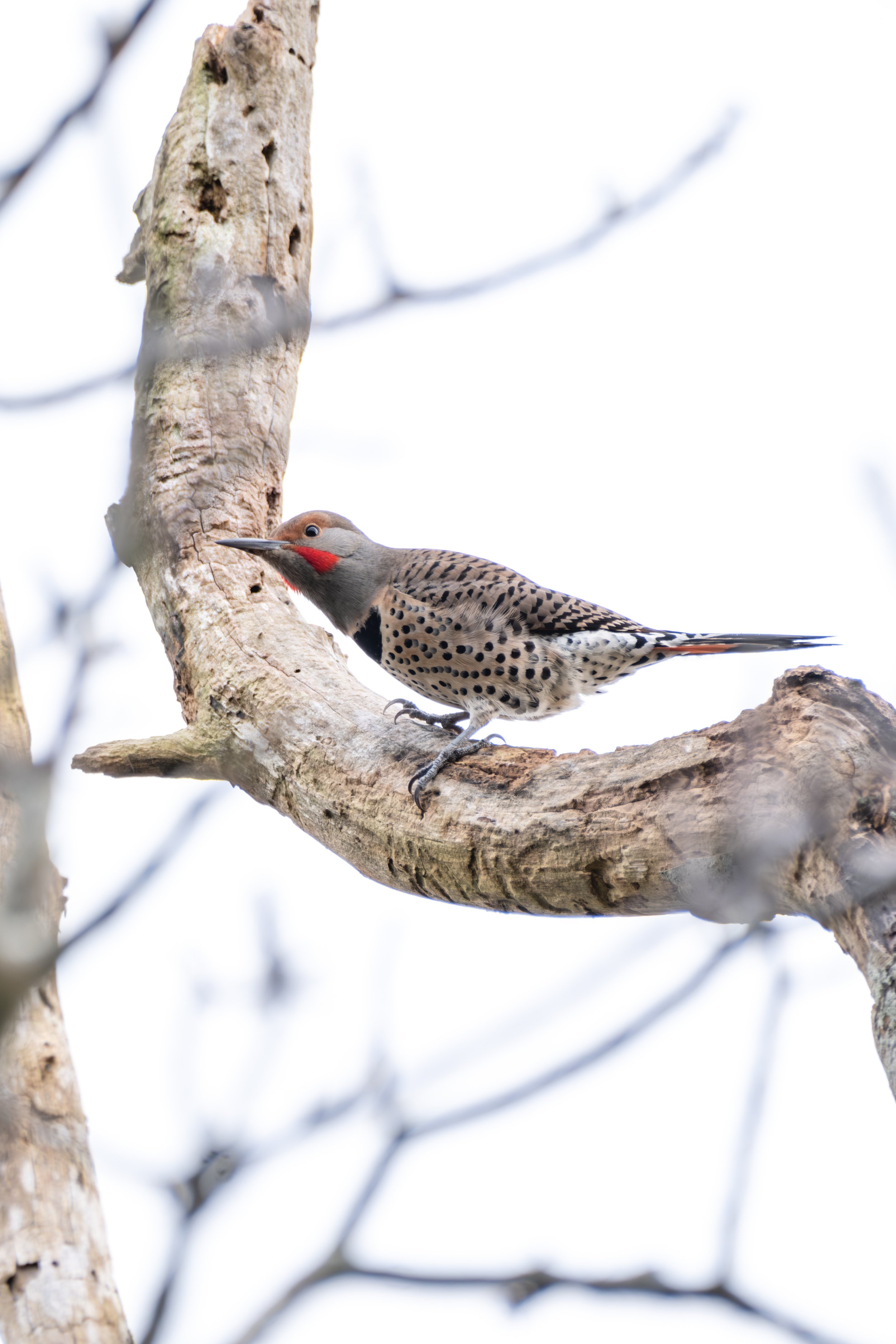 First Birding of 2024 