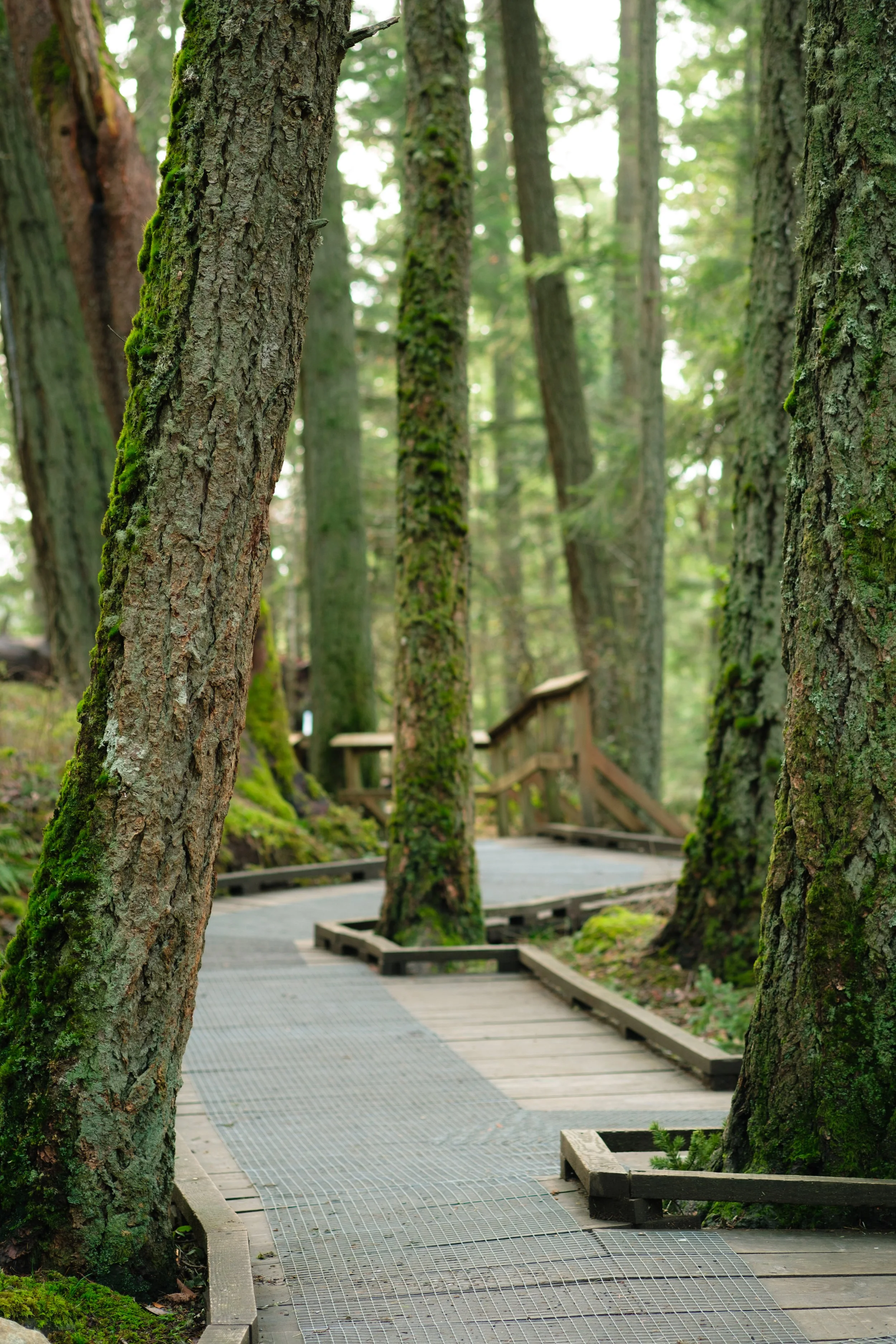 A wood plank boardwalk winding through the woods has cutouts on the sides to make room for gnarly, moss-covered tree trunks.