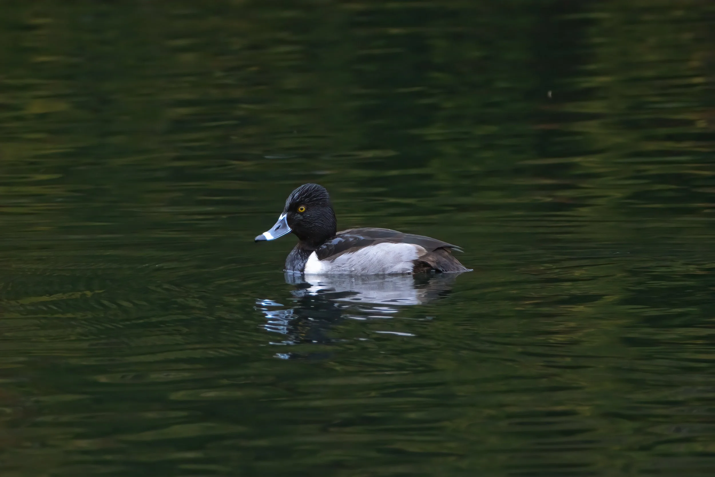 A lone ring necked duck is floating in green water.