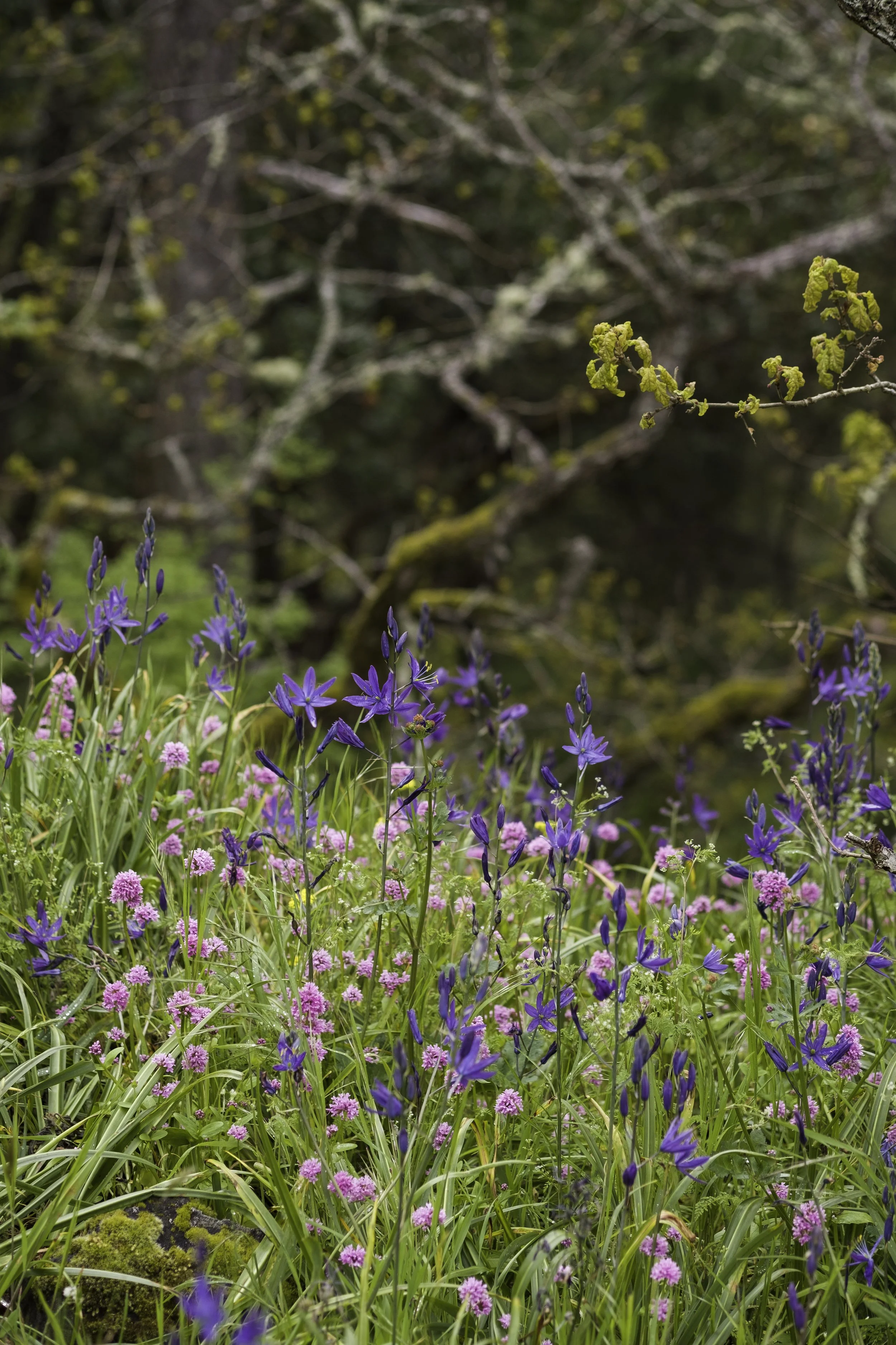 A grassy meadow filled with purple camas flowers and pink seablush clusters.