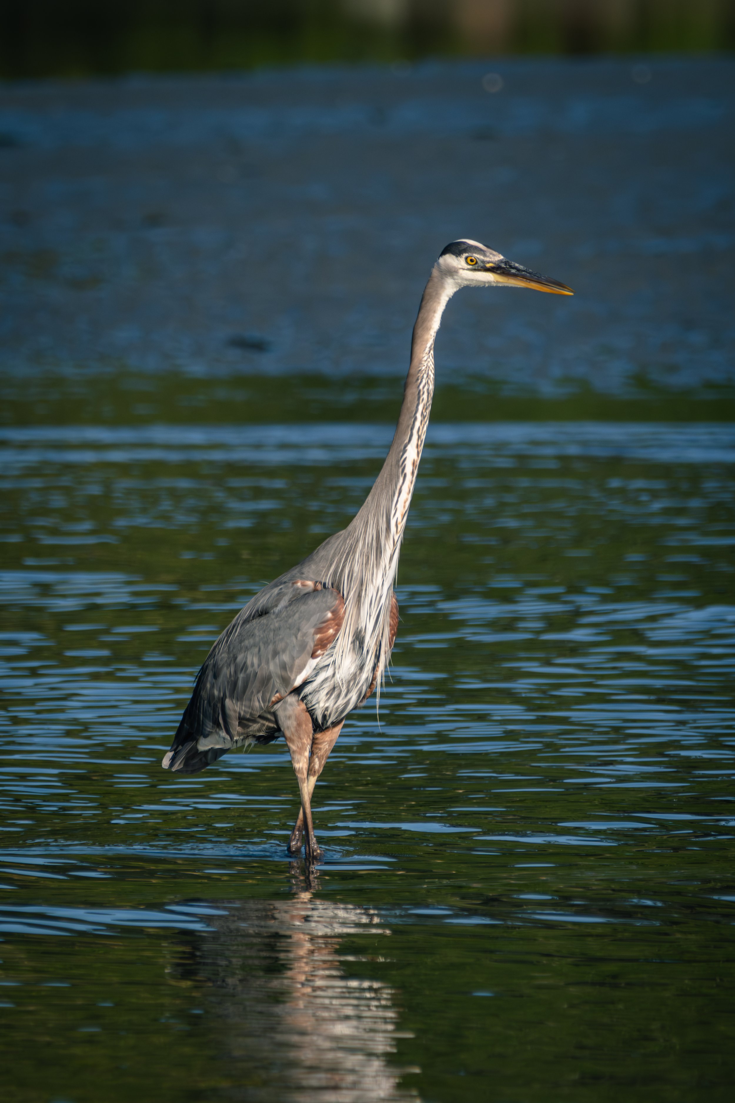 A great blue heron wading in green water. It’s a comical photo because their legs are crossed as they walk and they look like enormous drumsticks.