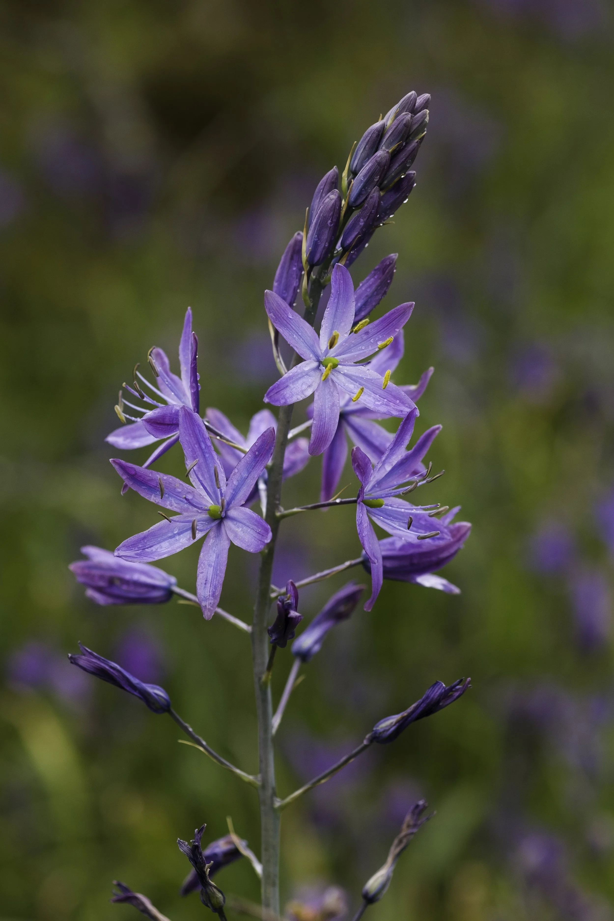 Closeup of a cluster of camas flowers that are a particularly pale, soft lavender colour. There are closed flowers at the bottom of the stalk, wide open ones in the middle, and unopened buds at the top.