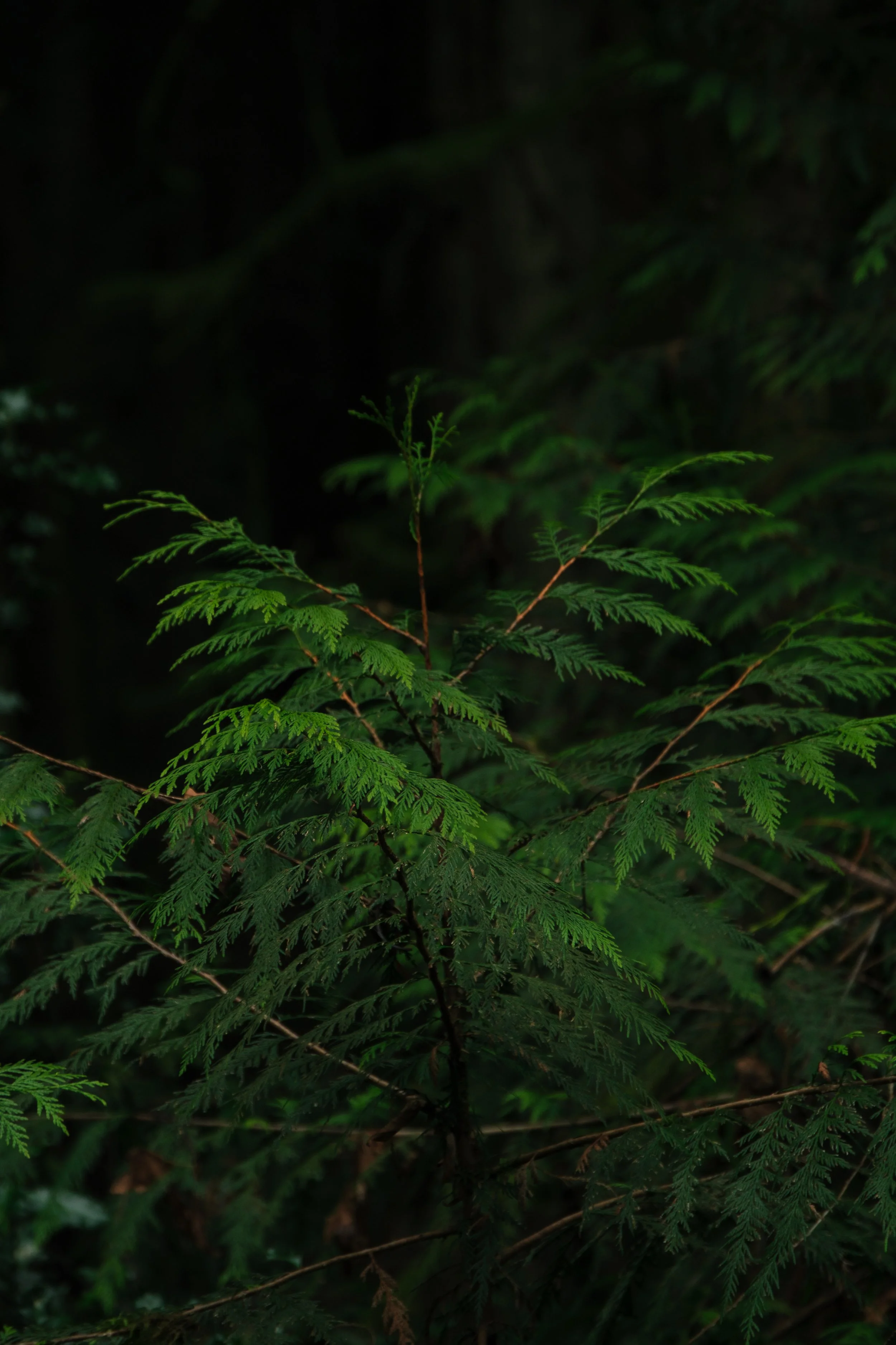 Vivid green cedar branches in the dark woods.