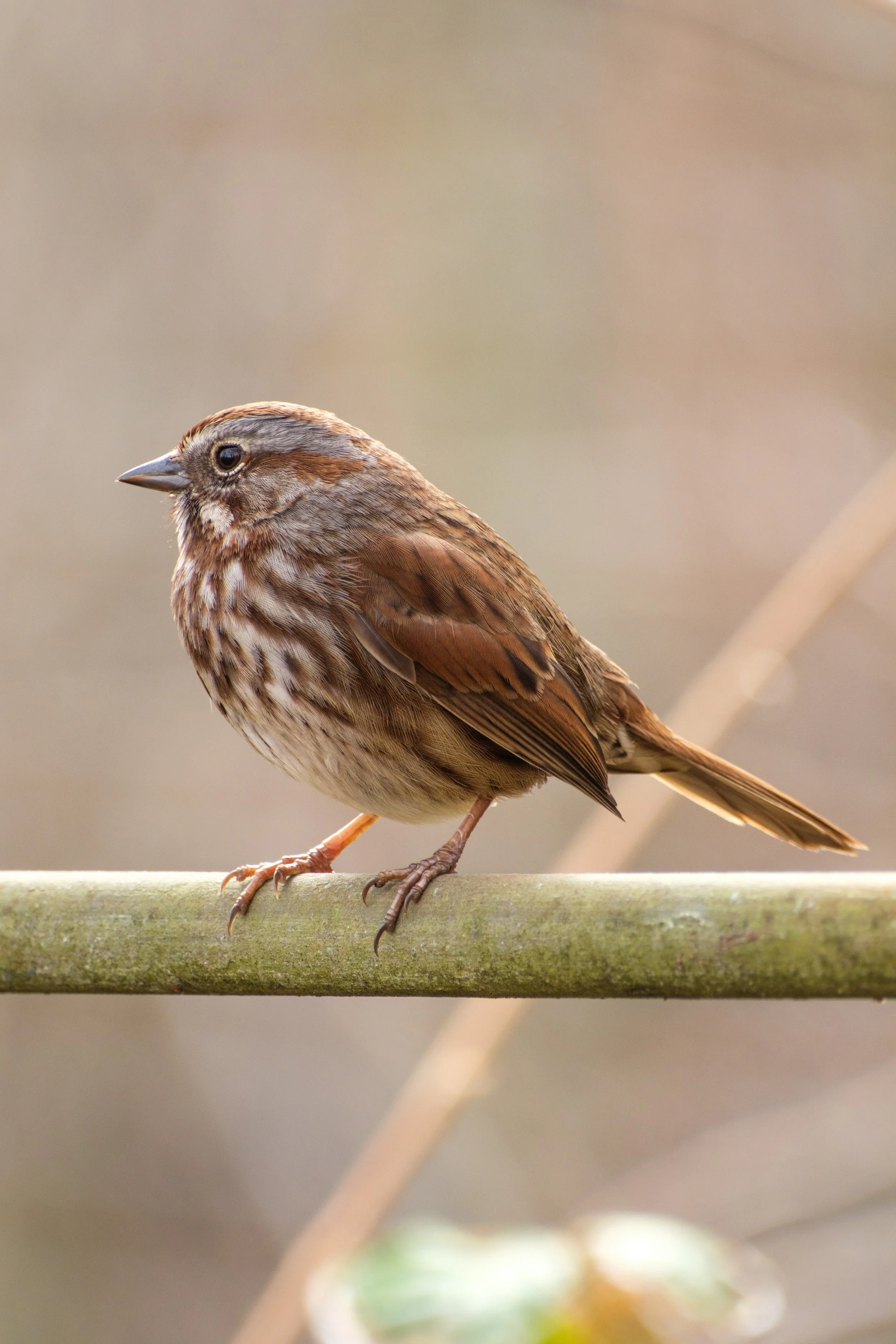 A cute little song sparrow perched on a fencepost.