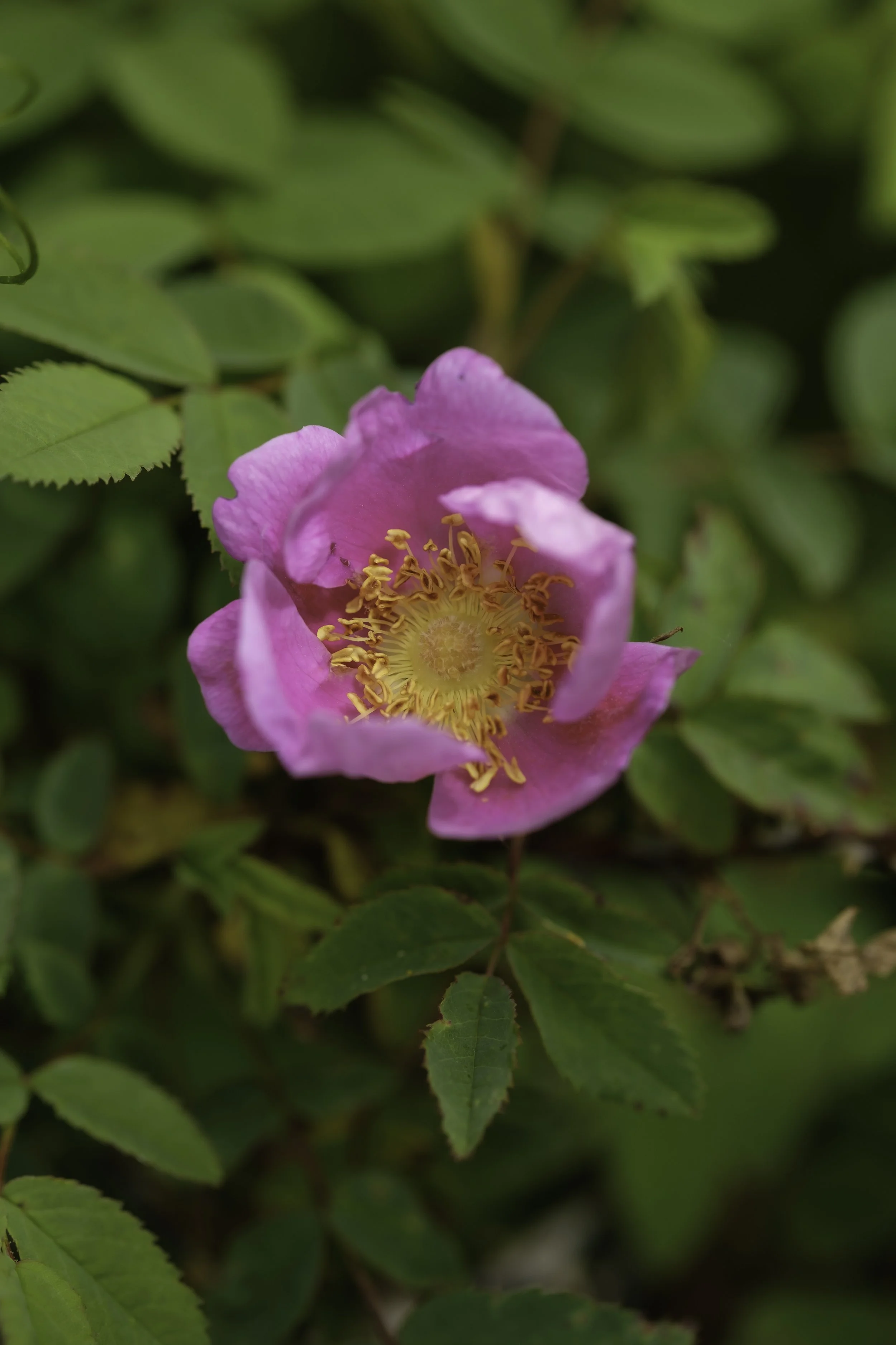 A bold pink rose with crinkled petals and a bright gold centre is nested in warm green leaves.
