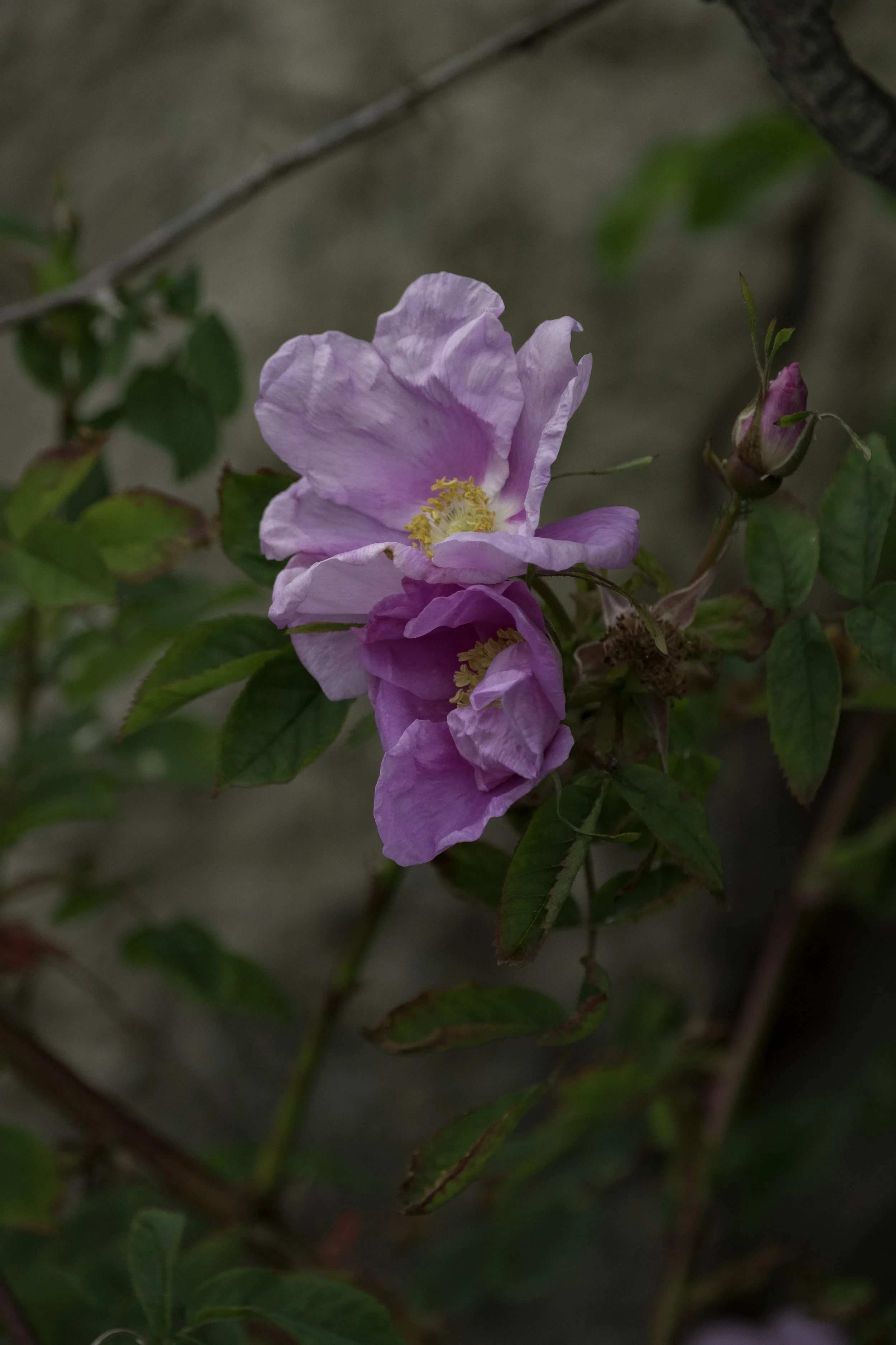 Two roses in different shades of pink cuddle together with crinkled petals touching. Their centres are bright gold.