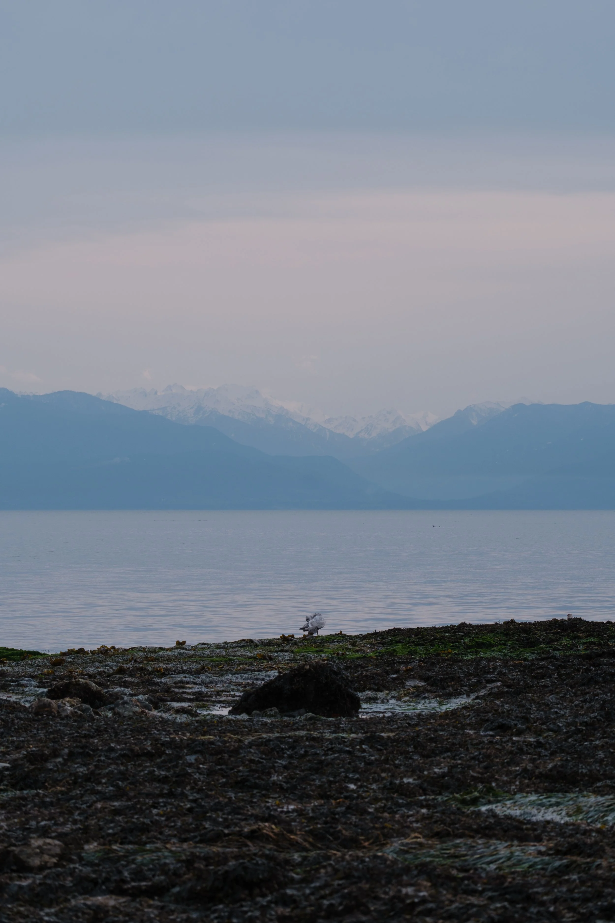 Landscape with a rocky, seaweed-covered shore, calm ocean water, and snowy mountains in the background.