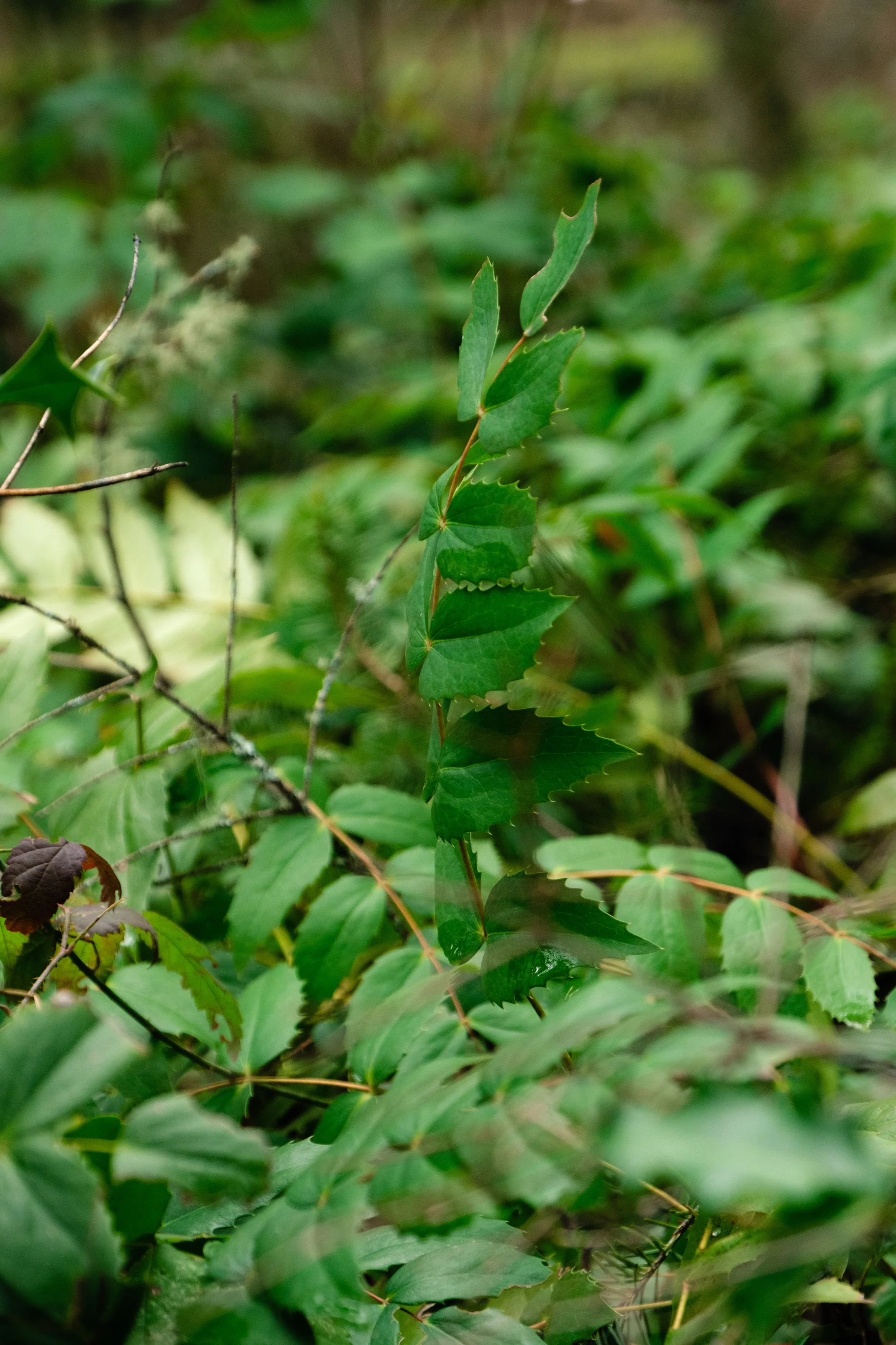 Closeup of spiky, sprawling green Oregon grape leaves.