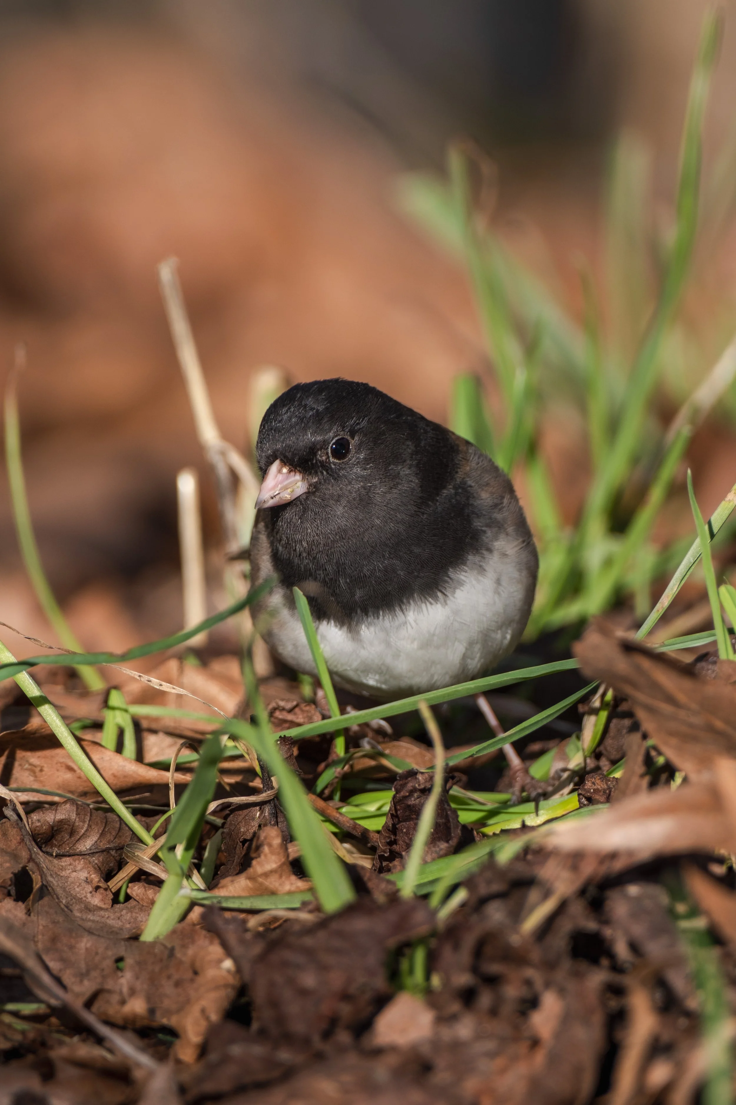 Birds getting together in Victoria — Andrea Rangel