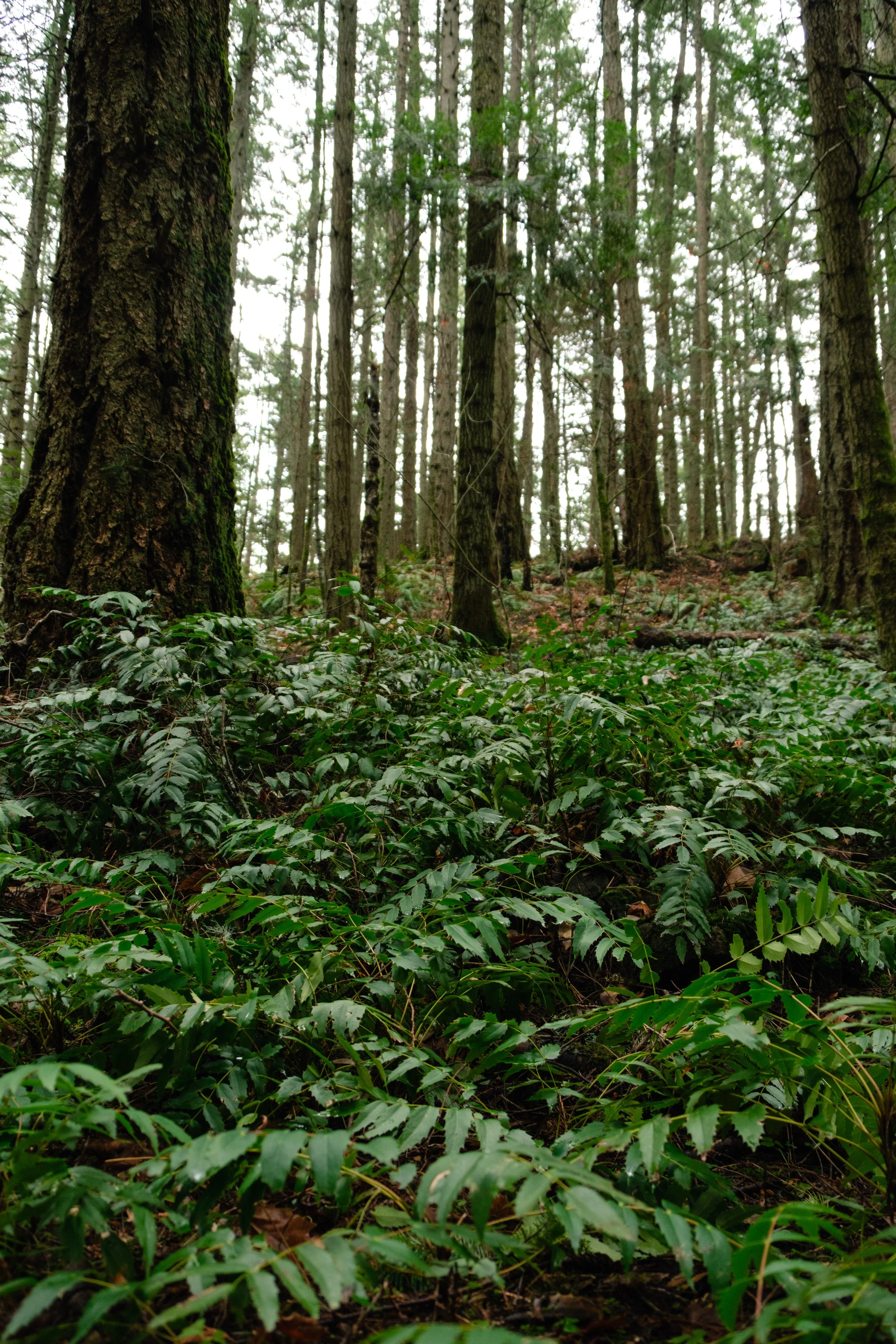 Wild green Oregon grape leaves spread across the forest floor.