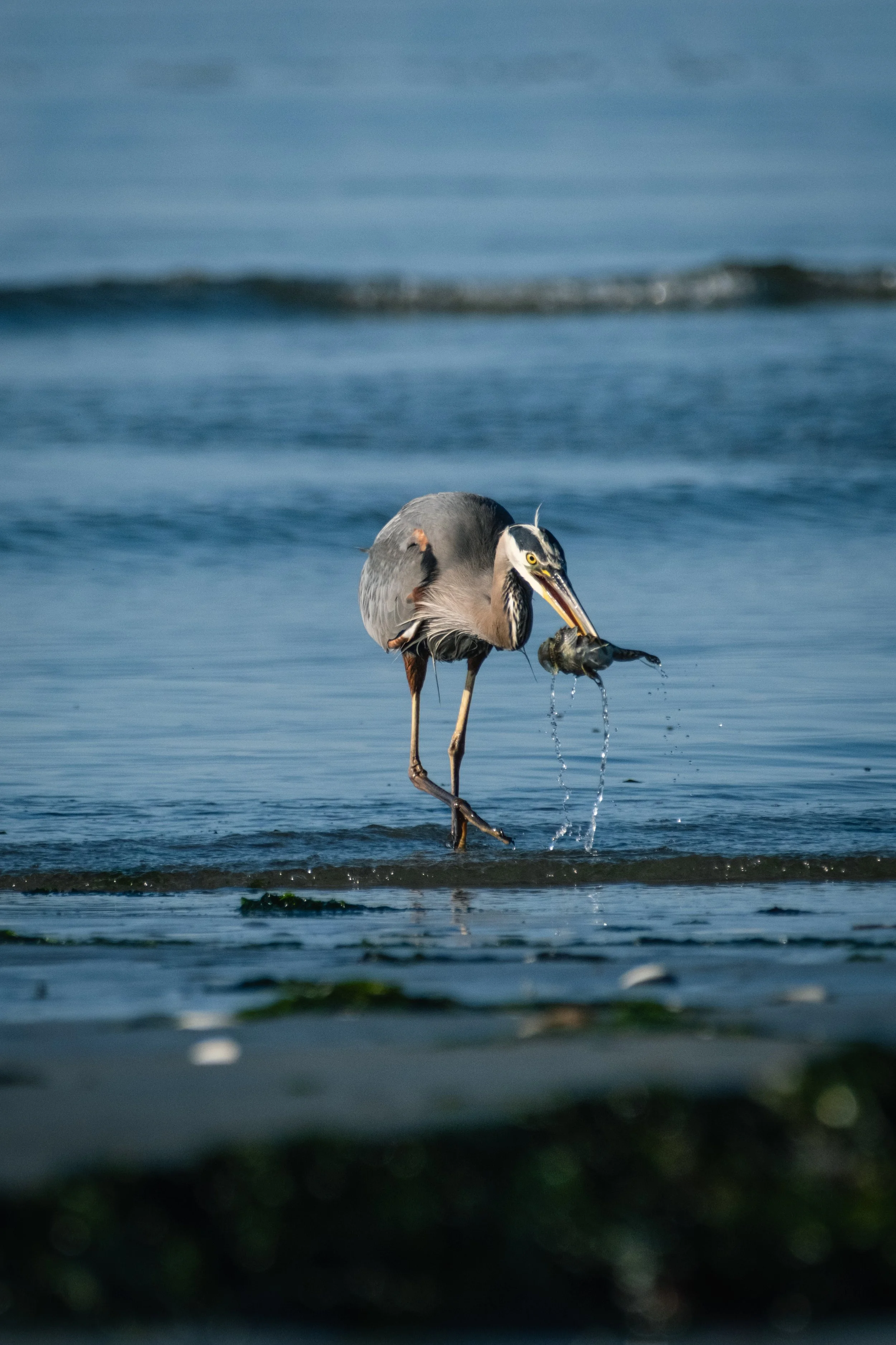 A great blue heron in ocean waves has just caught a big fish that’s speared on their beak and dripping water back into the sea.