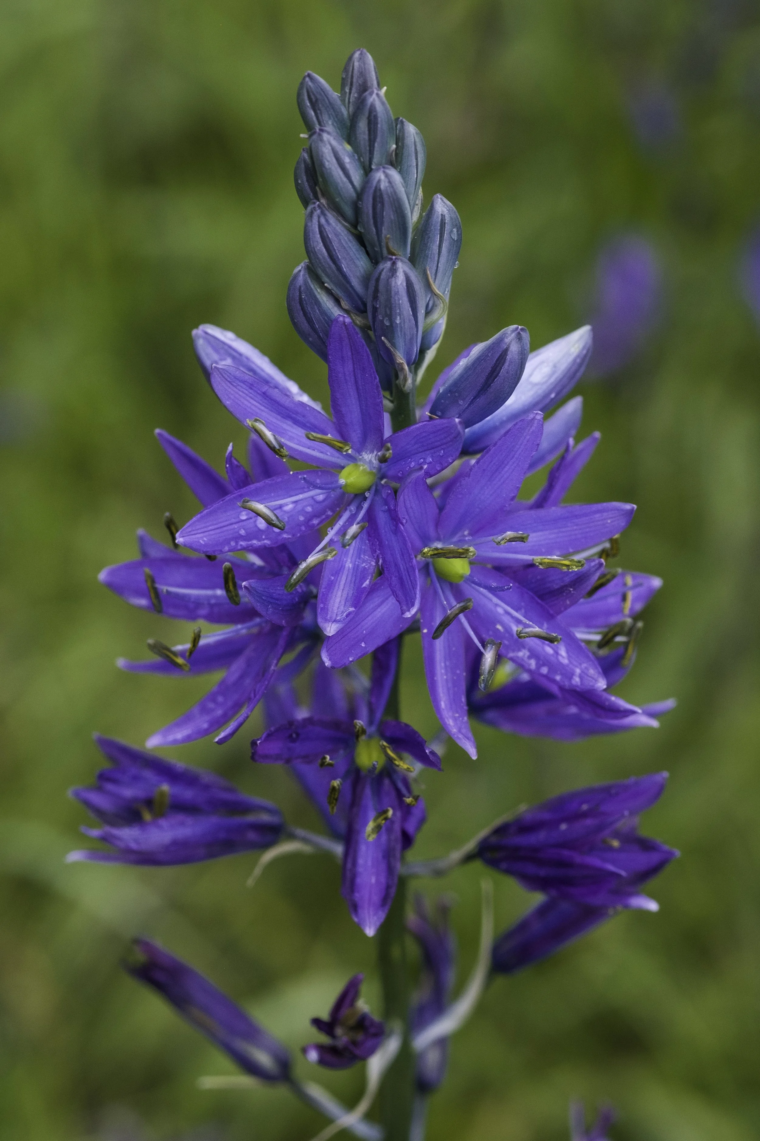 A cluster of blue-purple camas flowers with the ones in the middle in bloom and buds at the top. They have bright chartreuse centres and delicate raindrops on their petals.