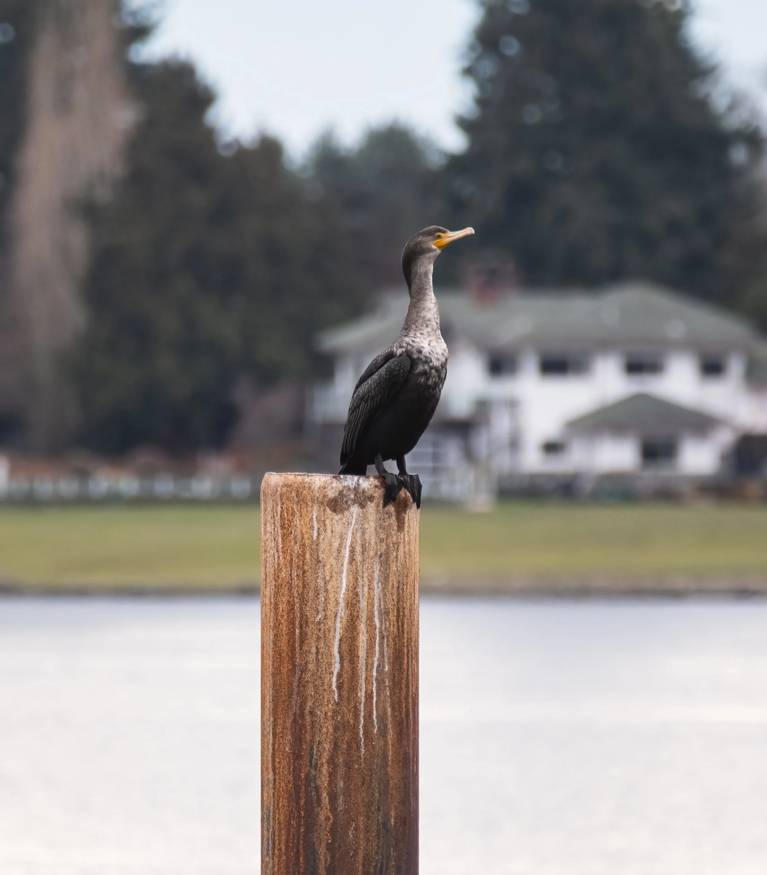 A double crested cormorant is perched at the very edge of a streaked post.