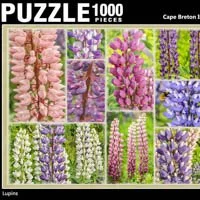 Lupins-thumb.jpg