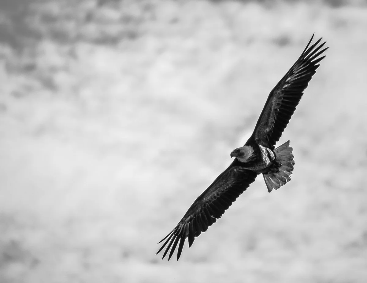 BW - In Search of Food.jpg