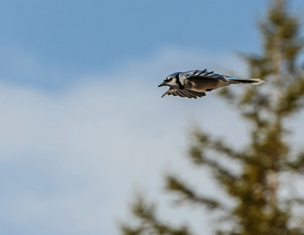 In Flight.jpg