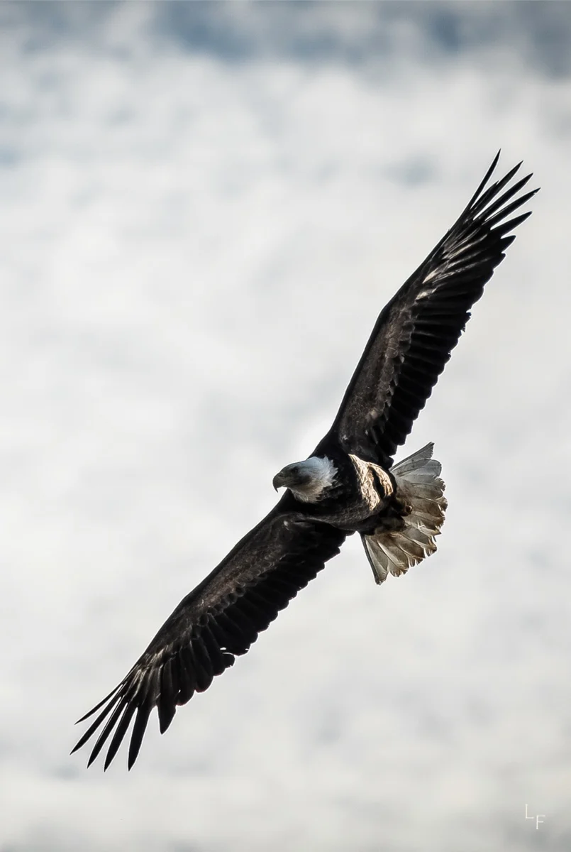 Bald Eagle.jpg