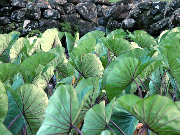 Taro_leaves_--by_tom_burke.jpg