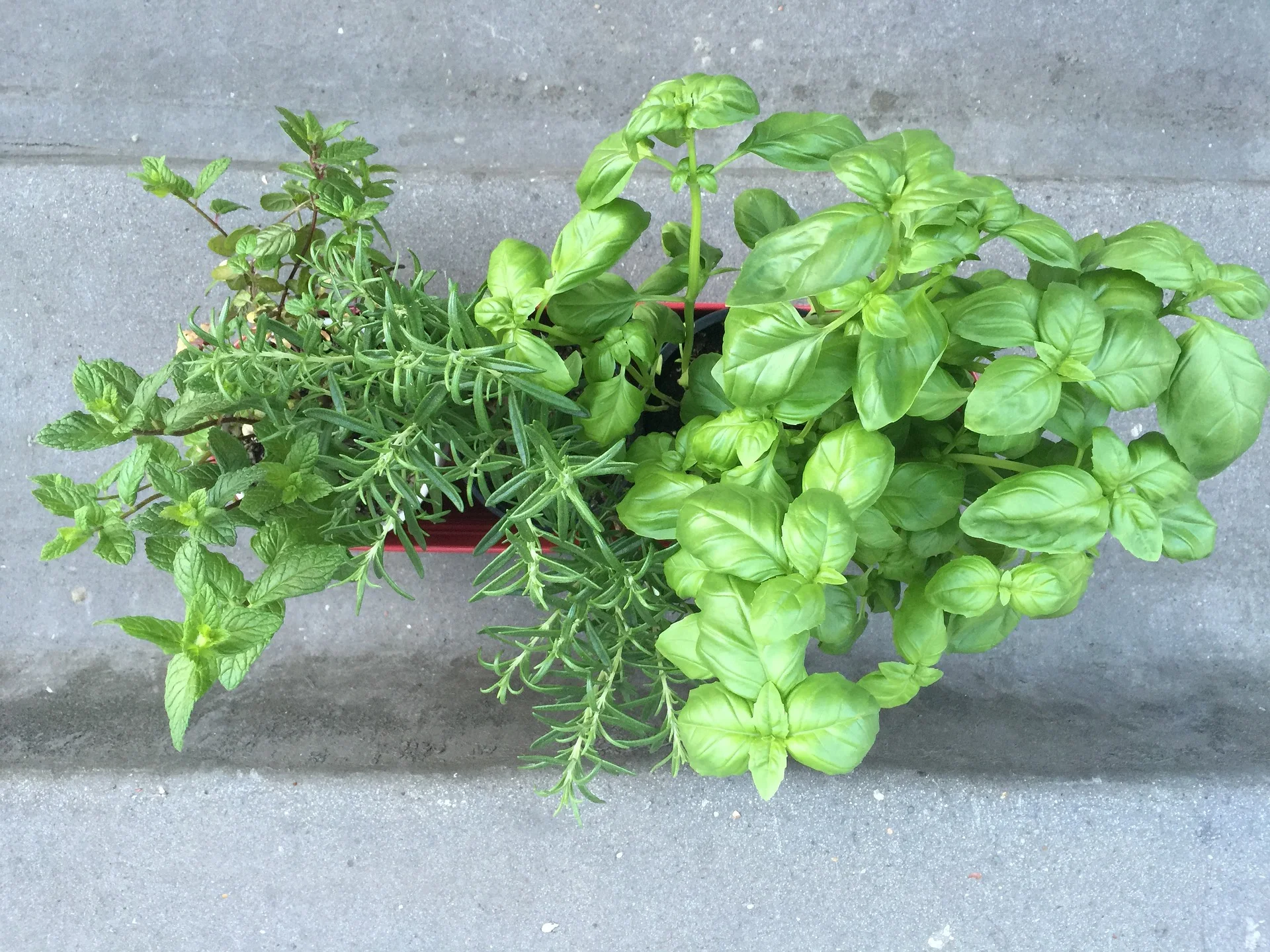 Fresh basil from seamus mullen's herb garden