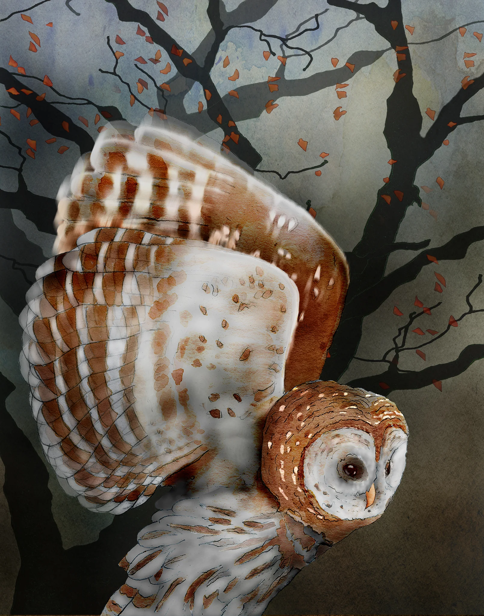 barred owl 1.jpg