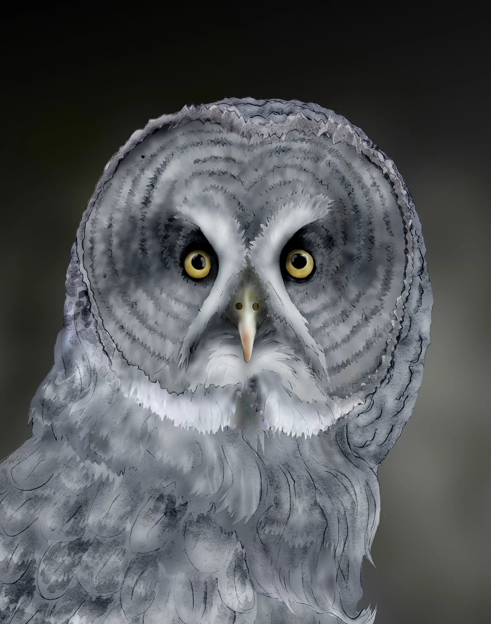 great gray 1.jpg