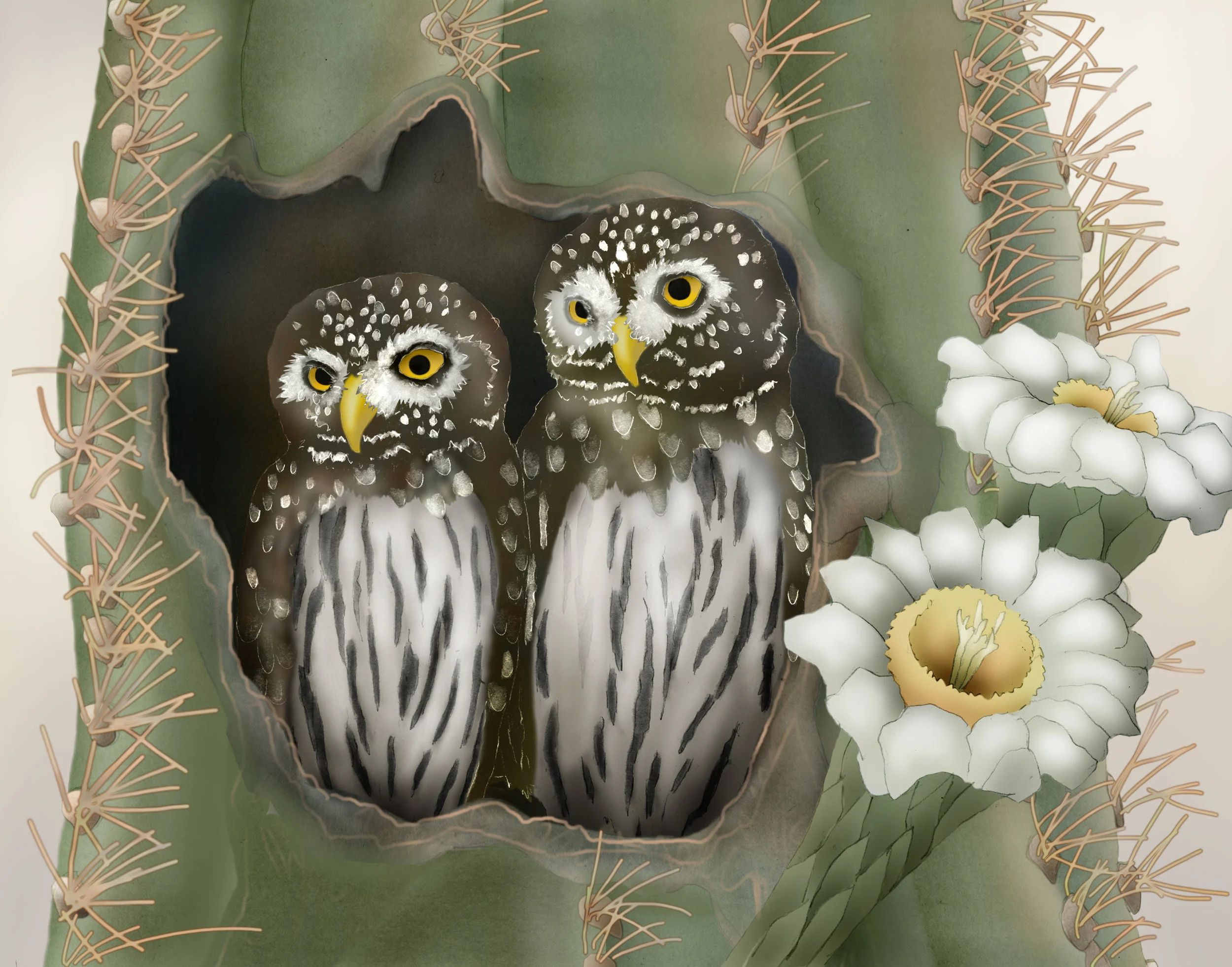 pygmy owl.jpg