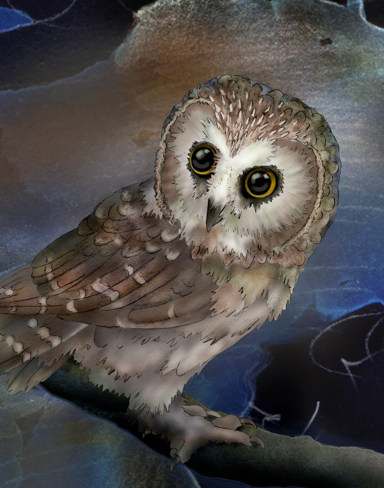 saw whet owl 2.jpg