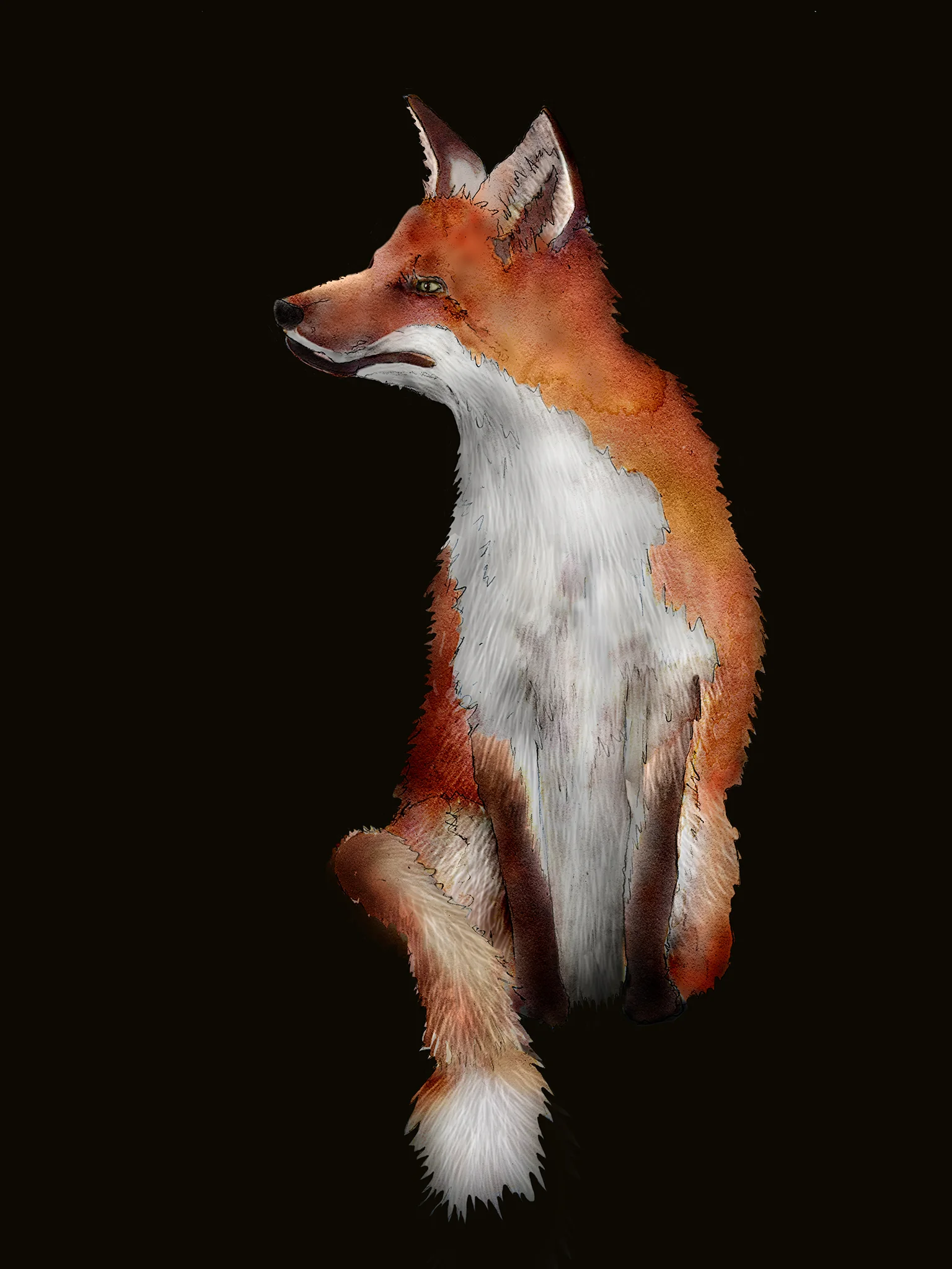 fox 1.jpg