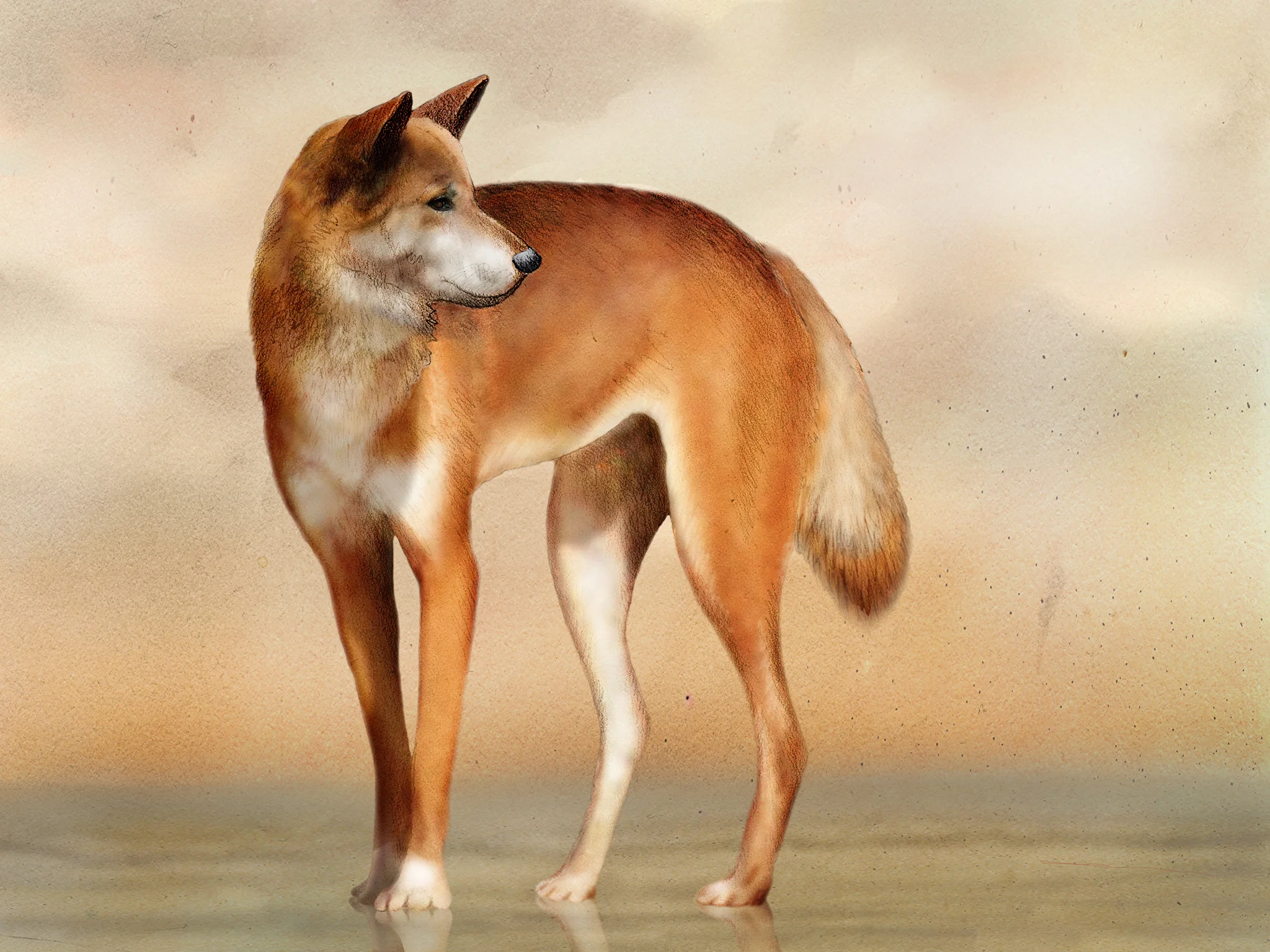 dingo.jpg