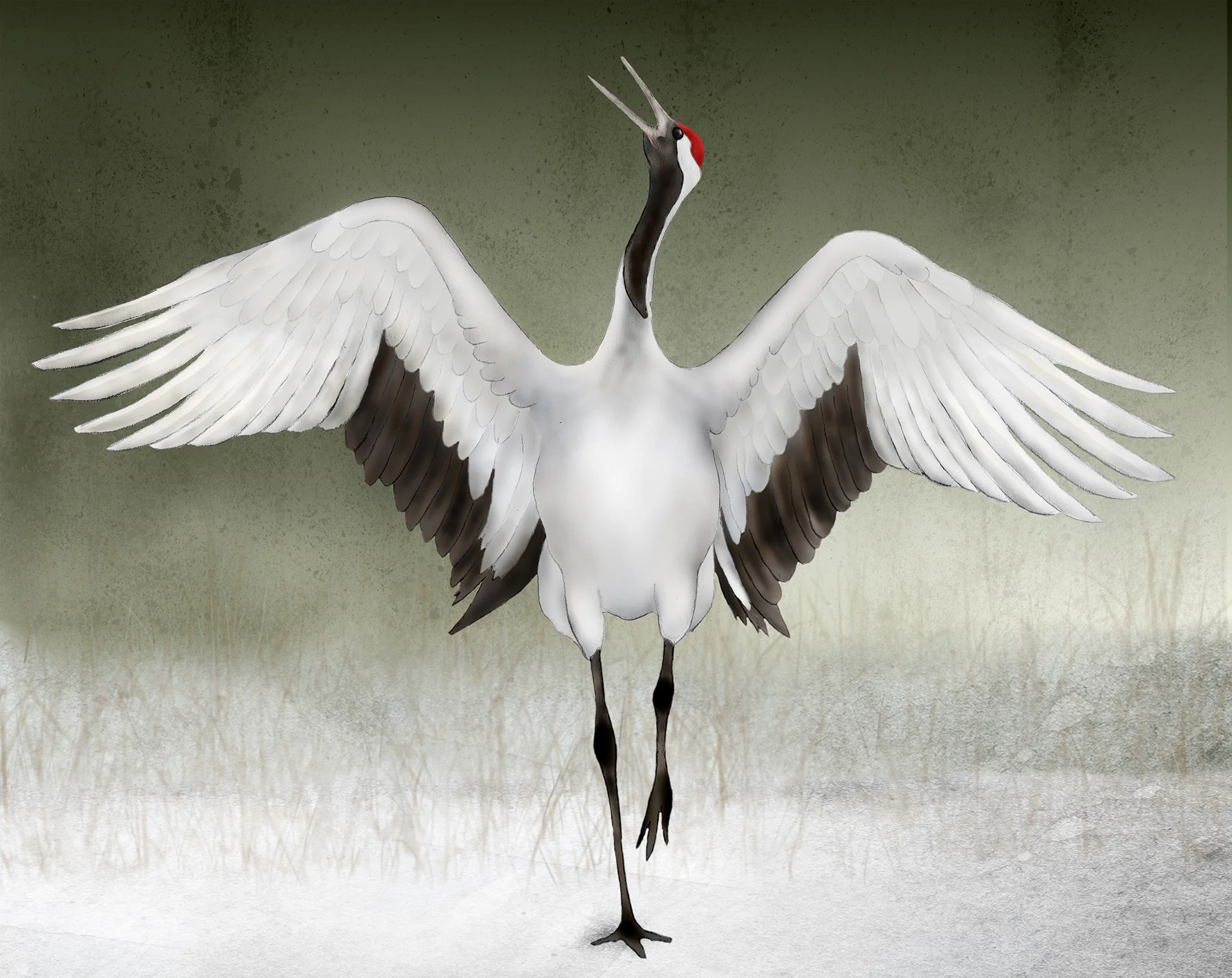 red crowned single.jpg