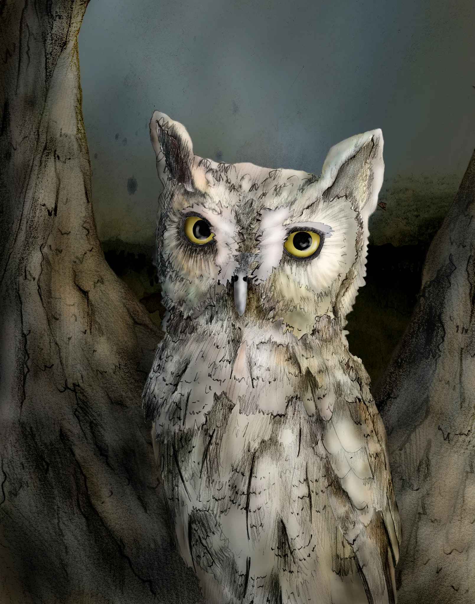 screech owl 2.jpg