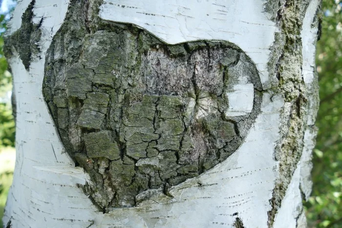 birch-1593725_1280-e1472571490394.jpg