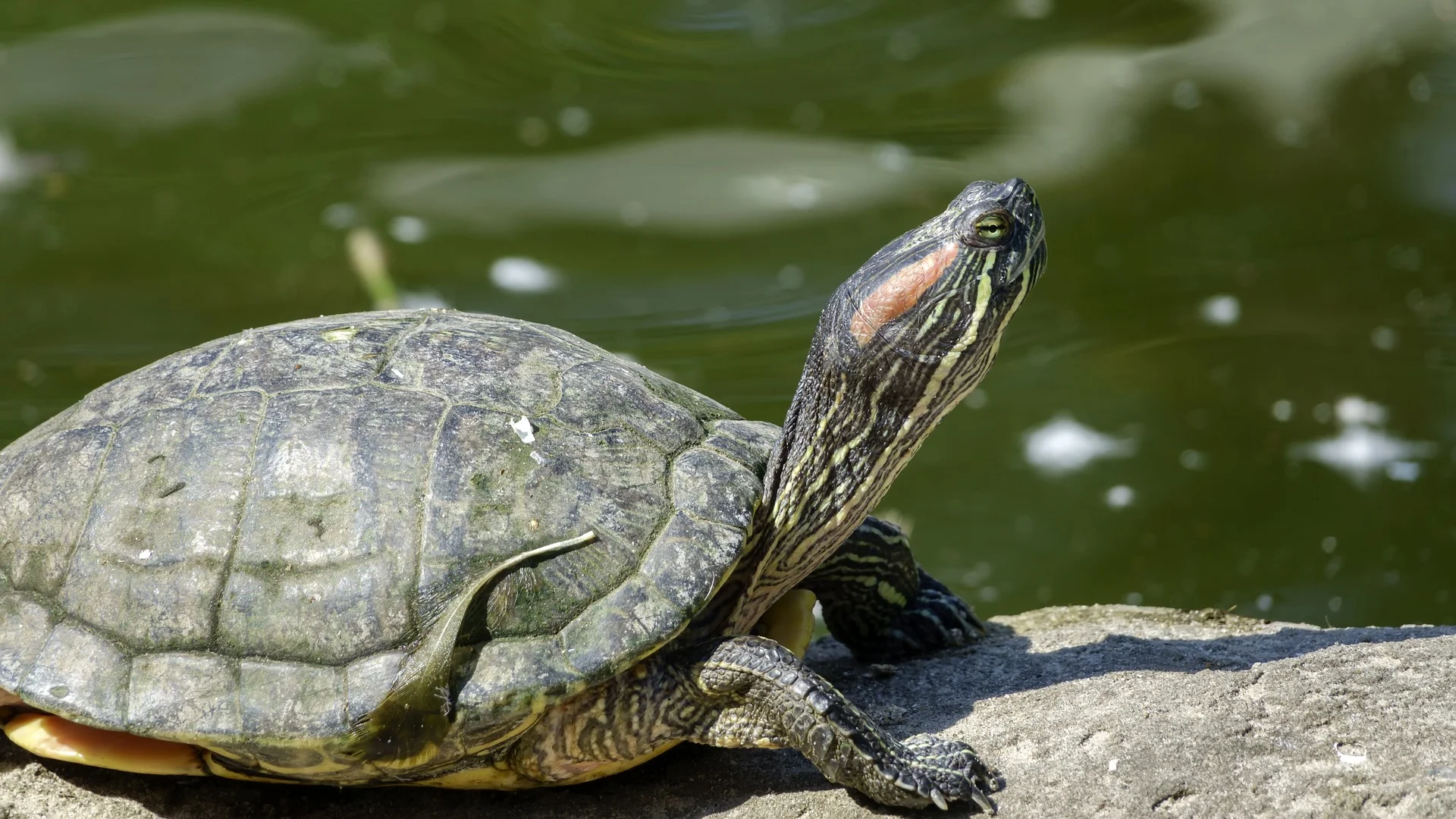 turtle-3633156_1920.jpg