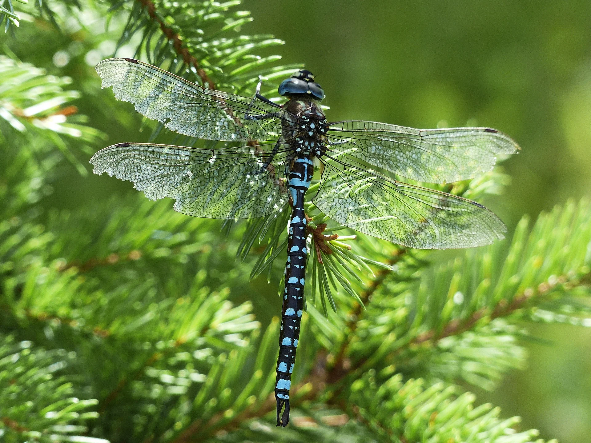dragonfly-184165_1920.jpg