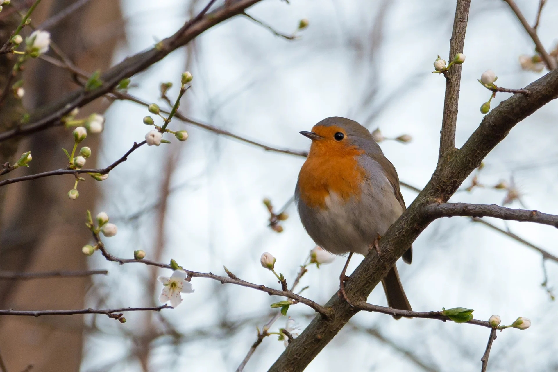robin-2103461_1920.jpg