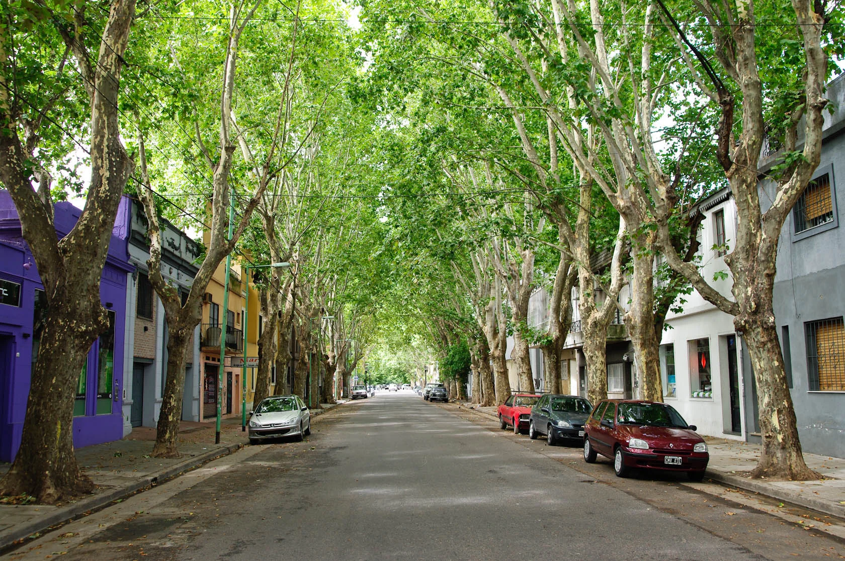 trees-in-BA.jpg