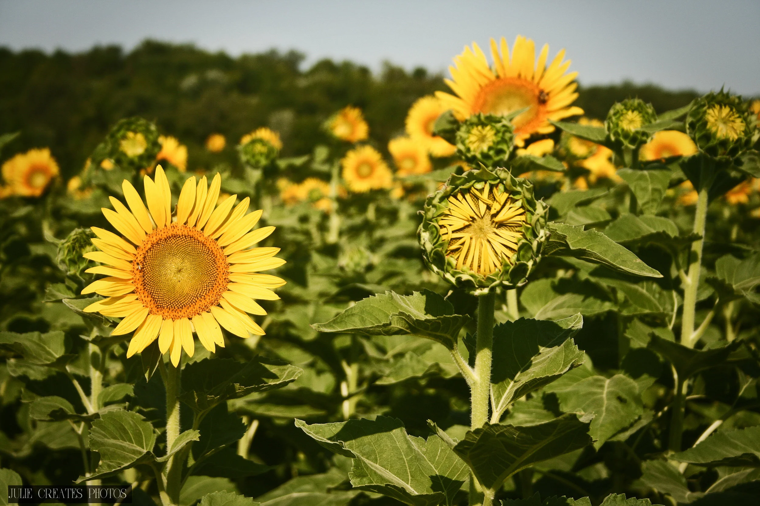 Sunflowers2.jpg