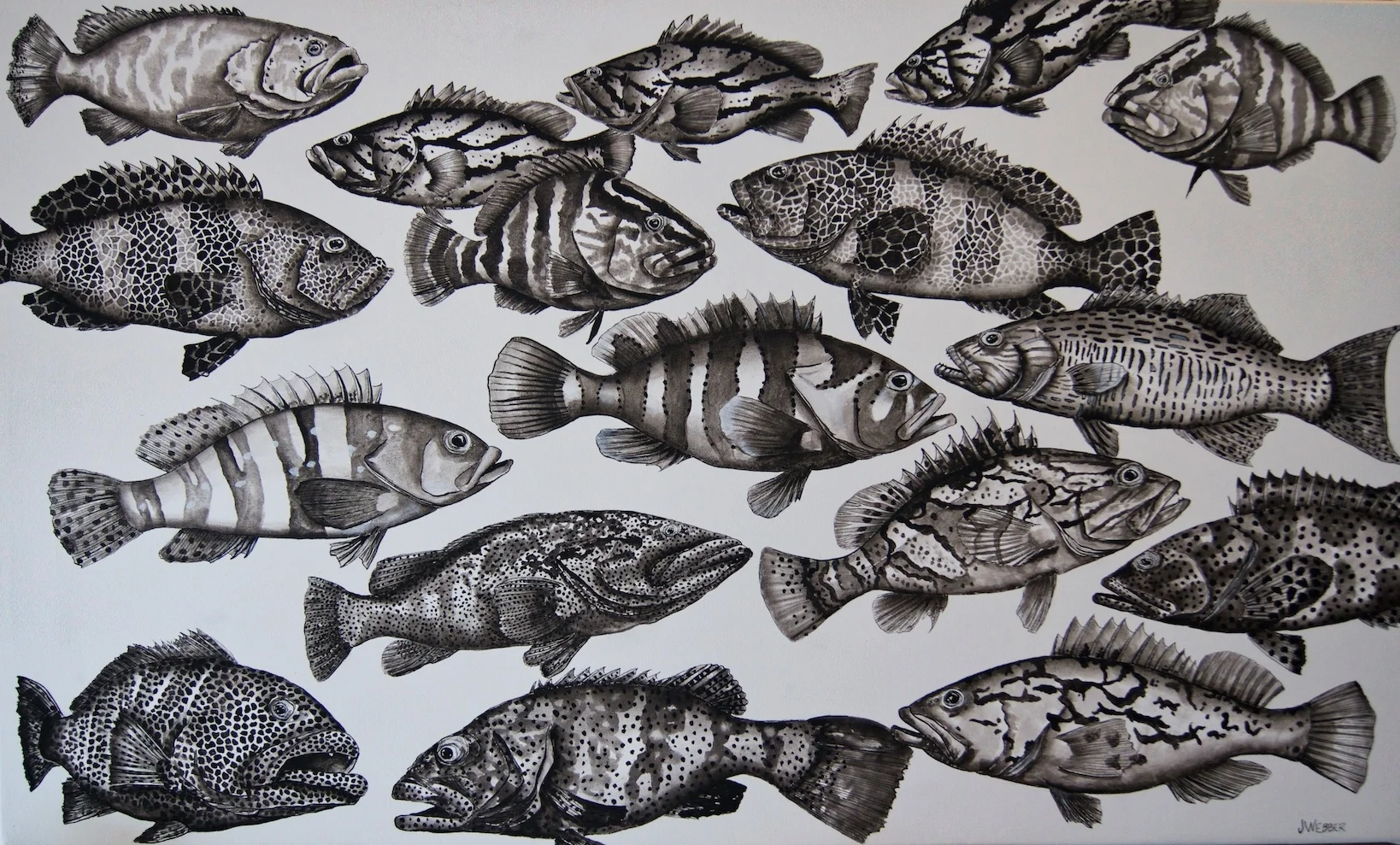 a gaggle of groper_HDR_edit.jpg