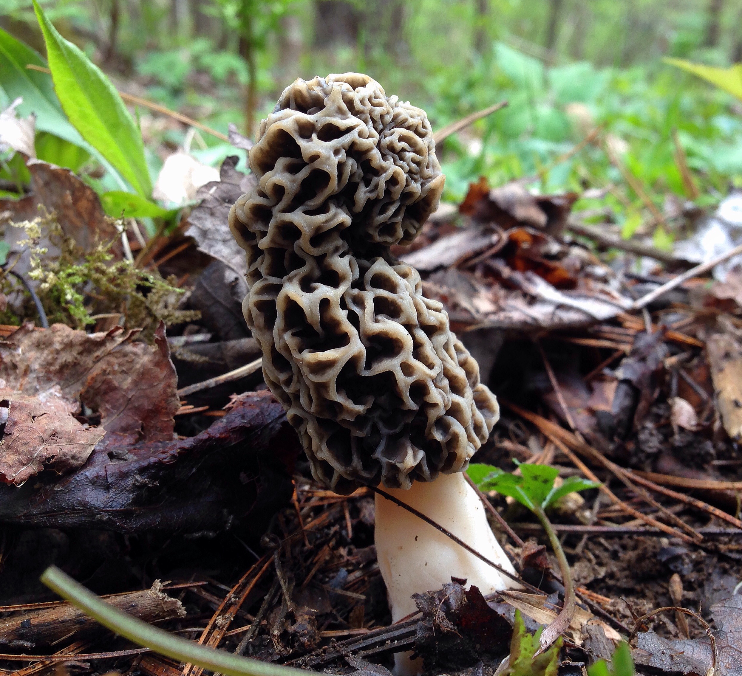 Morel!