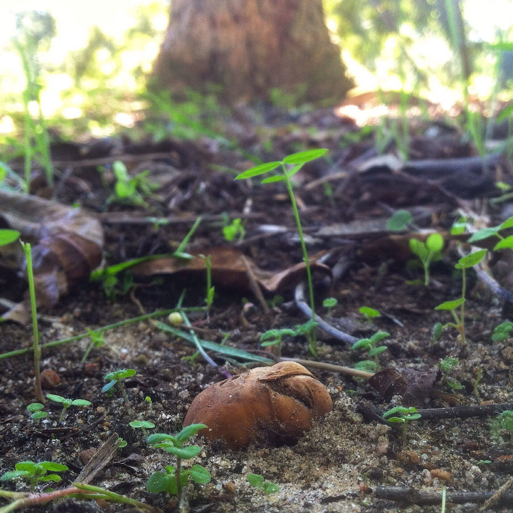  They can be as deep as 3" underground, but can also sit right on the surface!