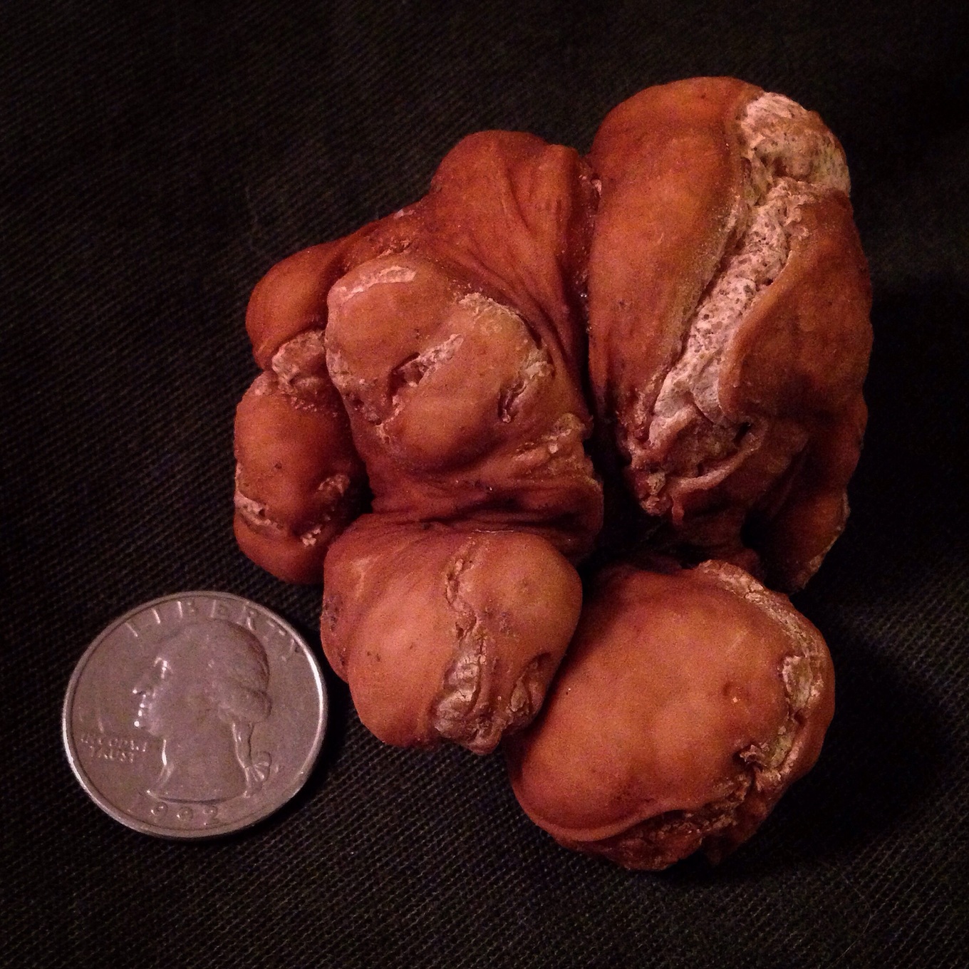  While Pecan Truffles come in various sizes, they rarely get much bigger than a golf ball. This one is a real prize. You can see where the truffle's "skin" is breaking open, releasing its famous aroma.