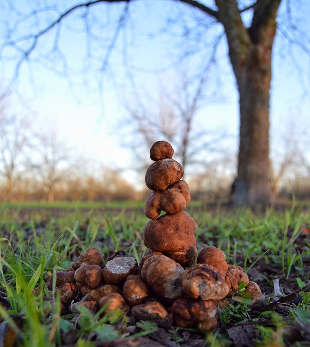  A stack of freshly unearthed truffles. The aroma when they first come out is indescribable. 