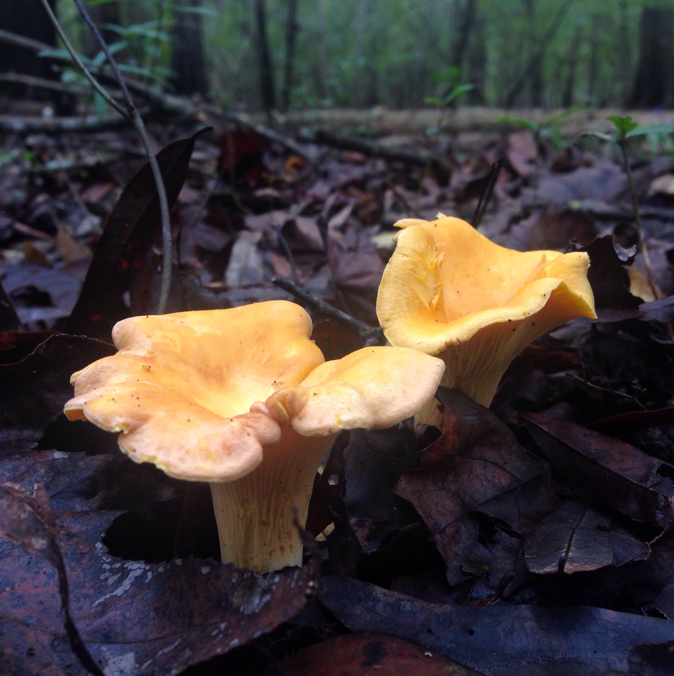  Some beautiful Chanterelles coming up in pairs. The mycelial network of Cantherellus is often old and can be huge, making Chanterelle "patches" stretch seemingly forever. They like healthy hardwood forests near water.